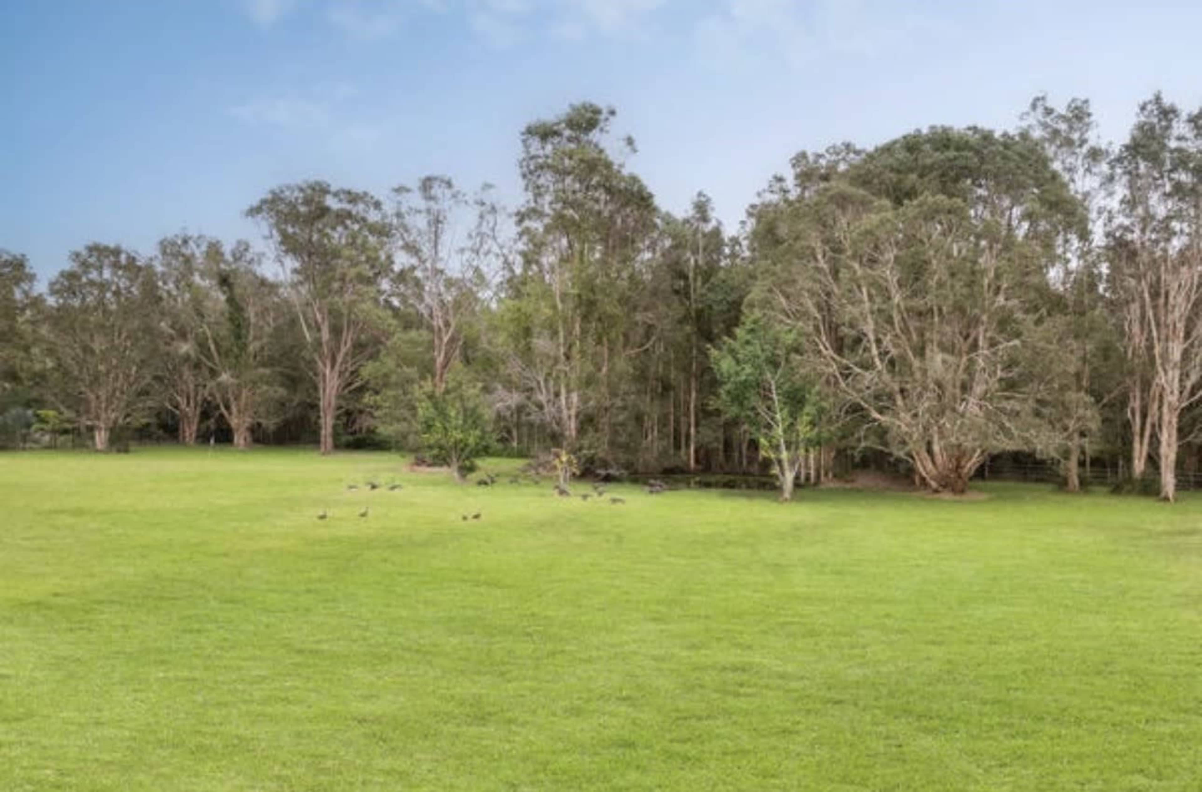 The image shows a vast green field bordered by a line of trees, with several birds scattered across the grass.