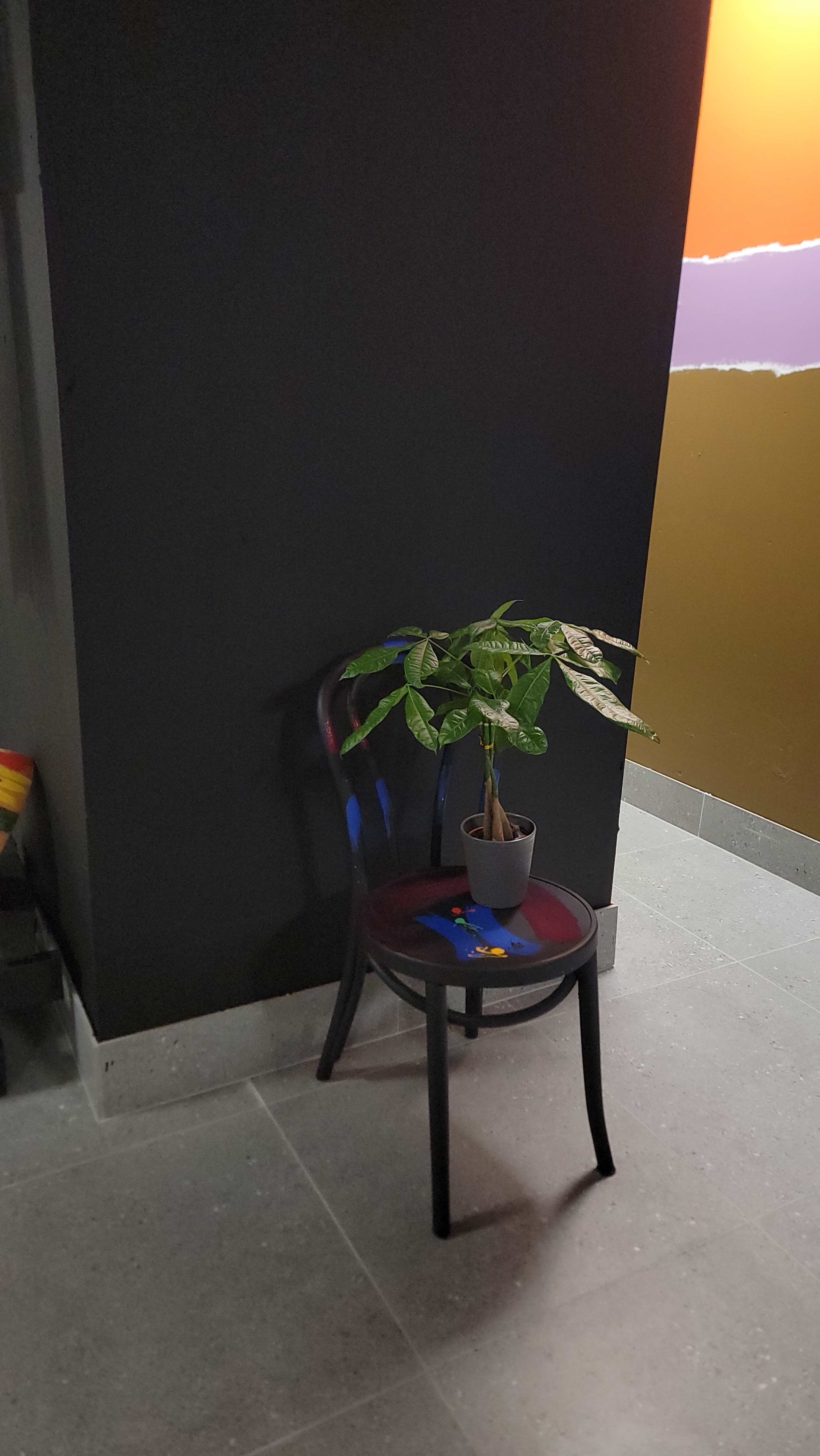 A black chair with a potted plant sits in a corner next to a textured wall.