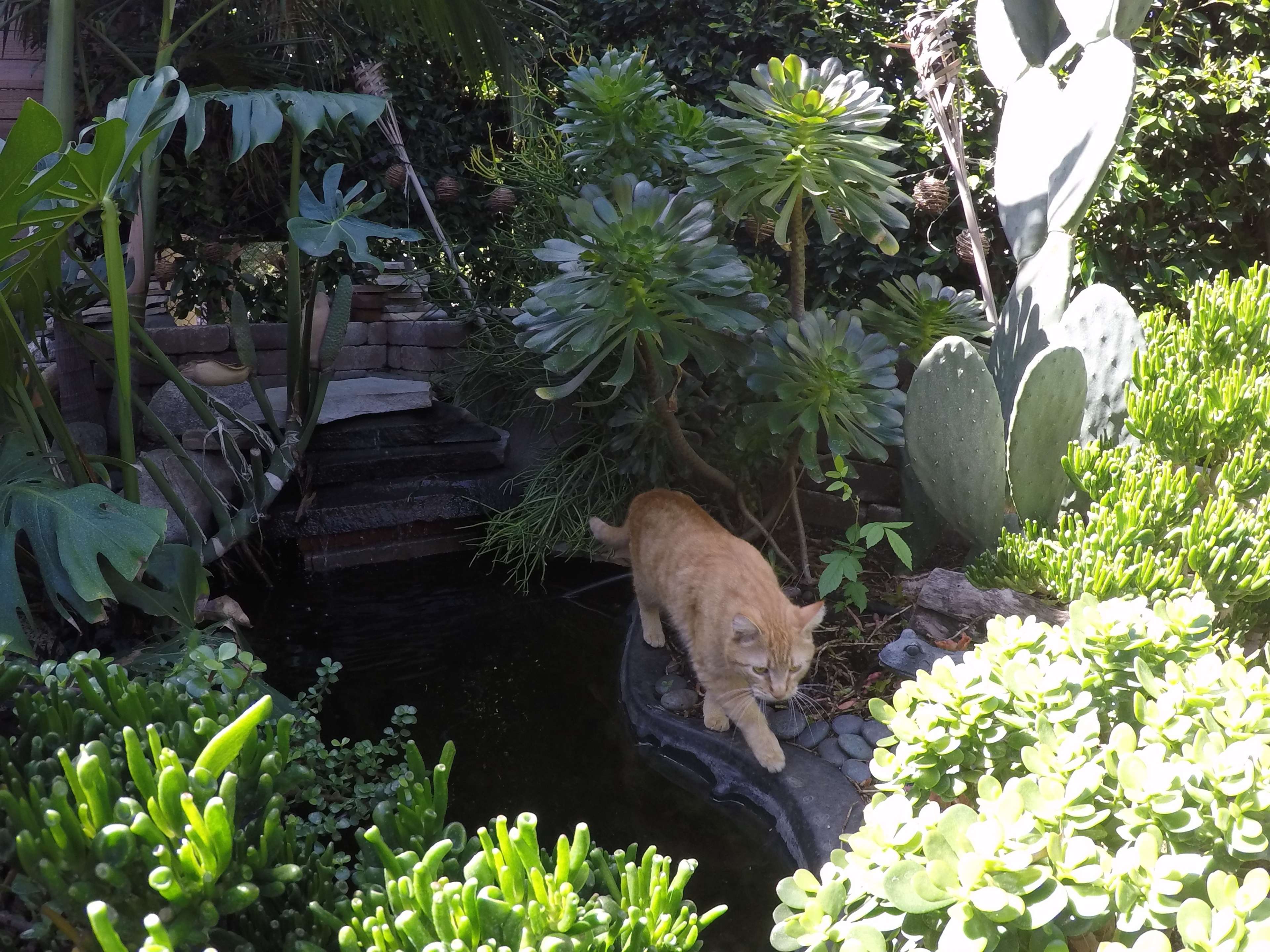 A ginger cat walks along a stone edge near a pond surrounded by lush greenery and cacti.