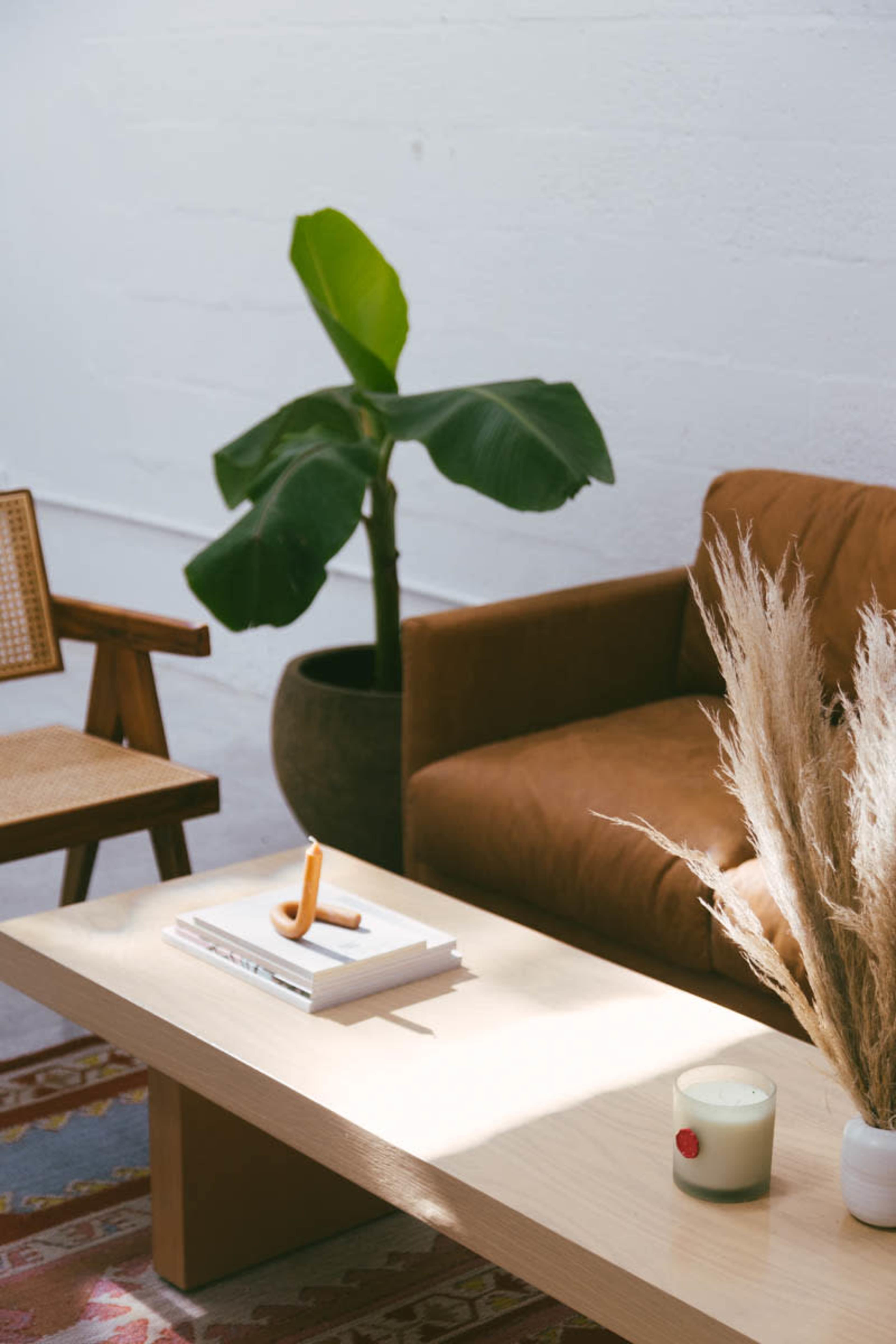 A cozy living room scene with a brown sofa, a wooden coffee table holding books and decorative items, and a large potted plant in the background.