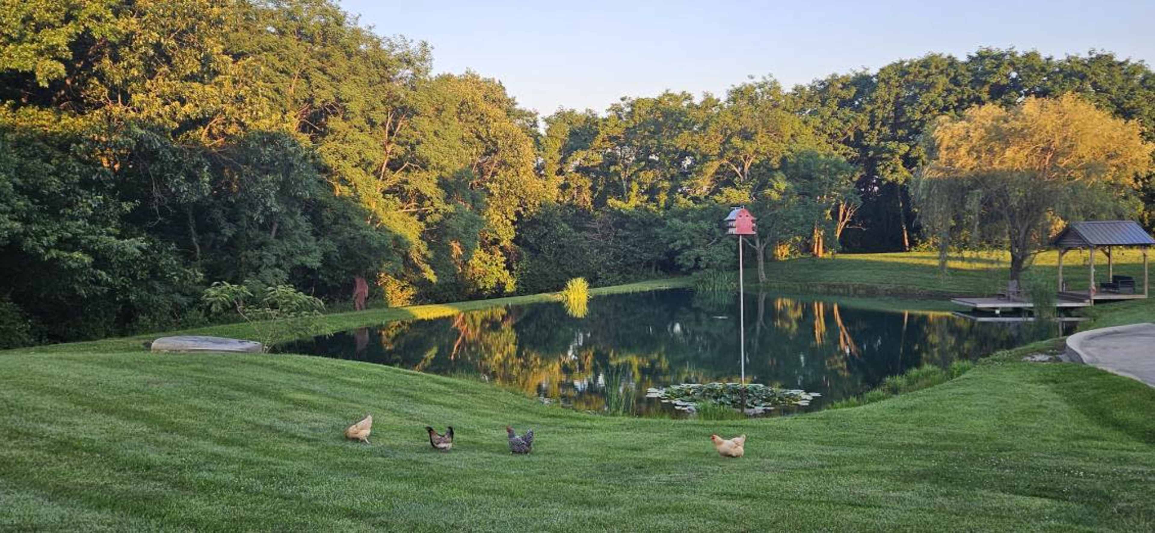 The image shows a serene pond surrounded by lush greenery, with a group of chickens foraging near the water's edge.