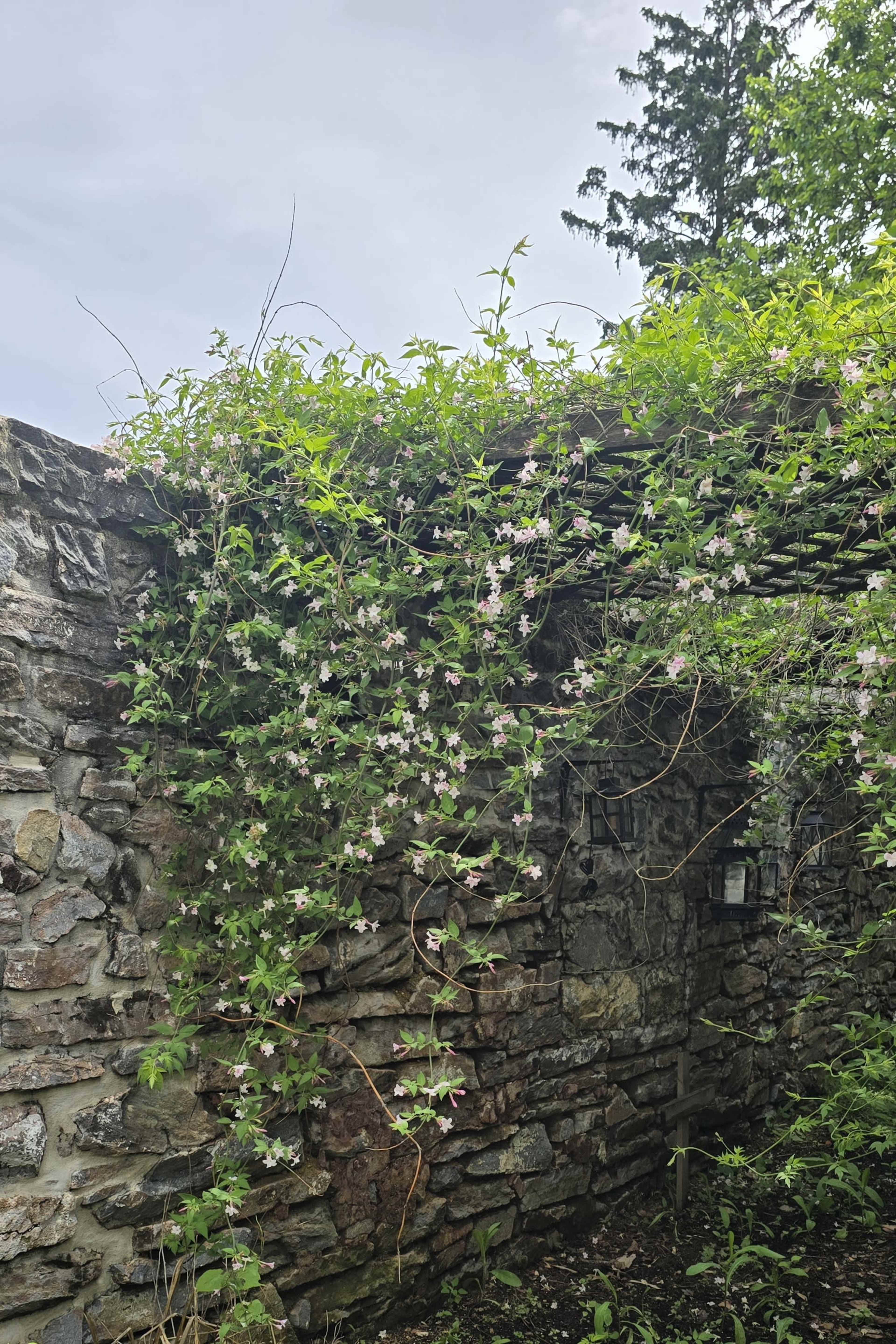 A stone wall is partially covered with climbing flowers and green foliage.
