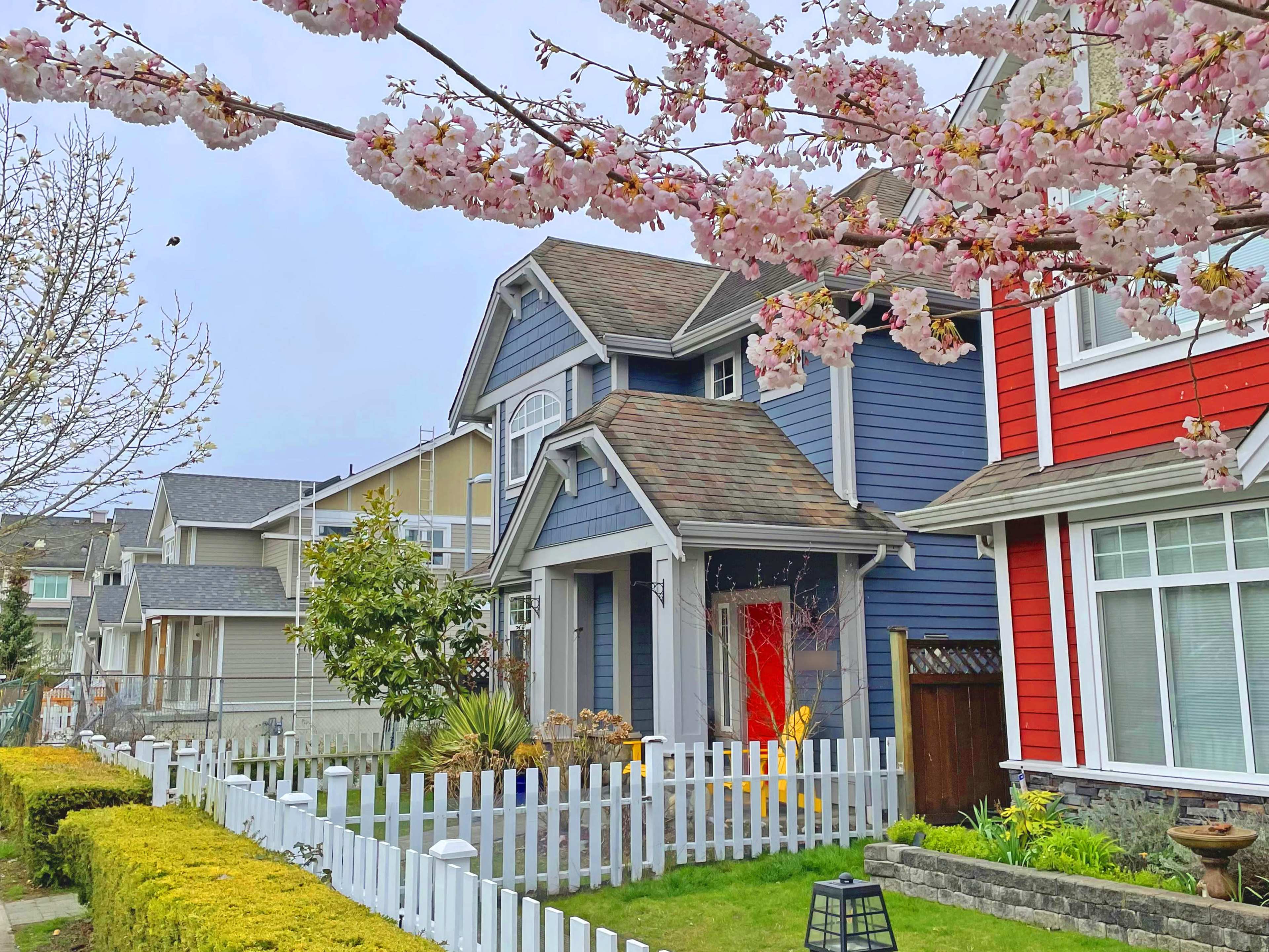 A charming two-story house with a blue exterior and a red accent is surrounded by a white picket fence and blooming cherry blossom trees.