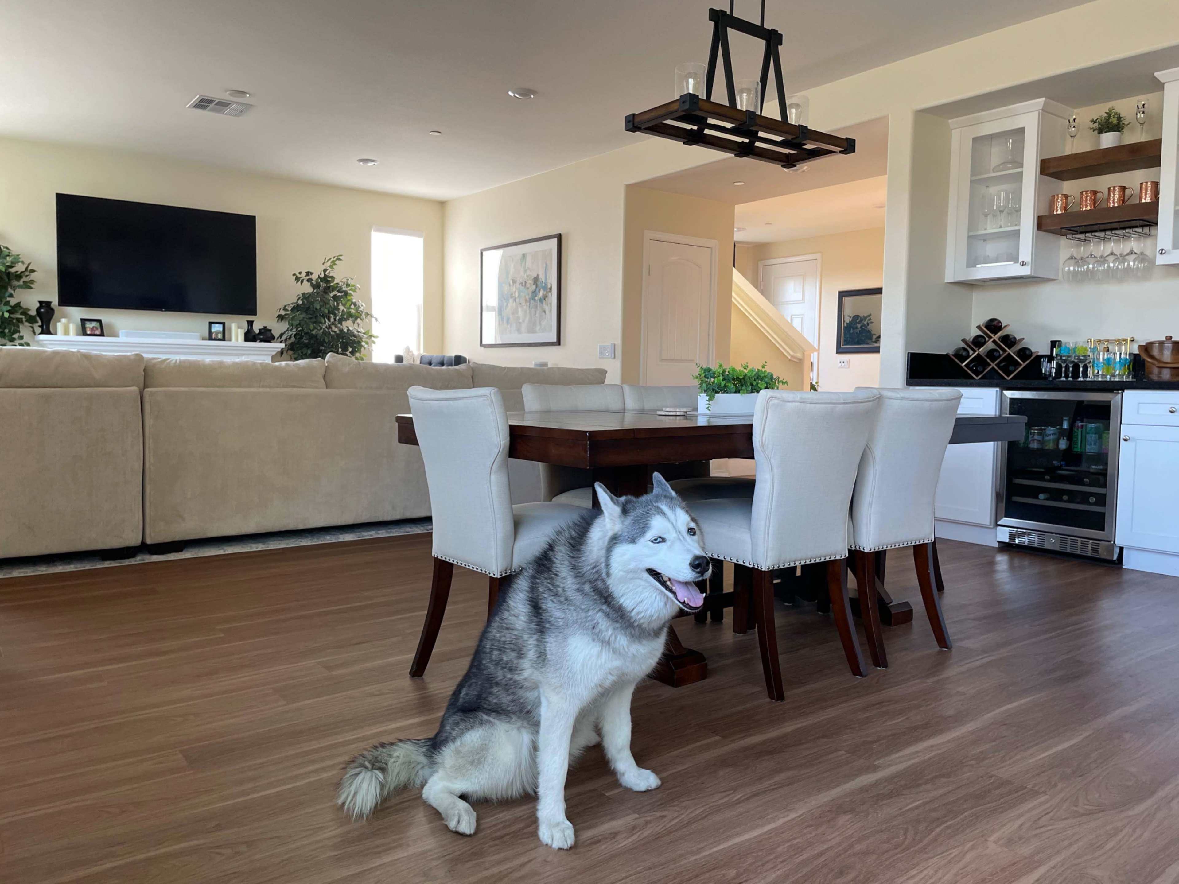 A Siberian Husky sits next to a dining table in a spacious living area with light-colored furniture and a large television in the background.