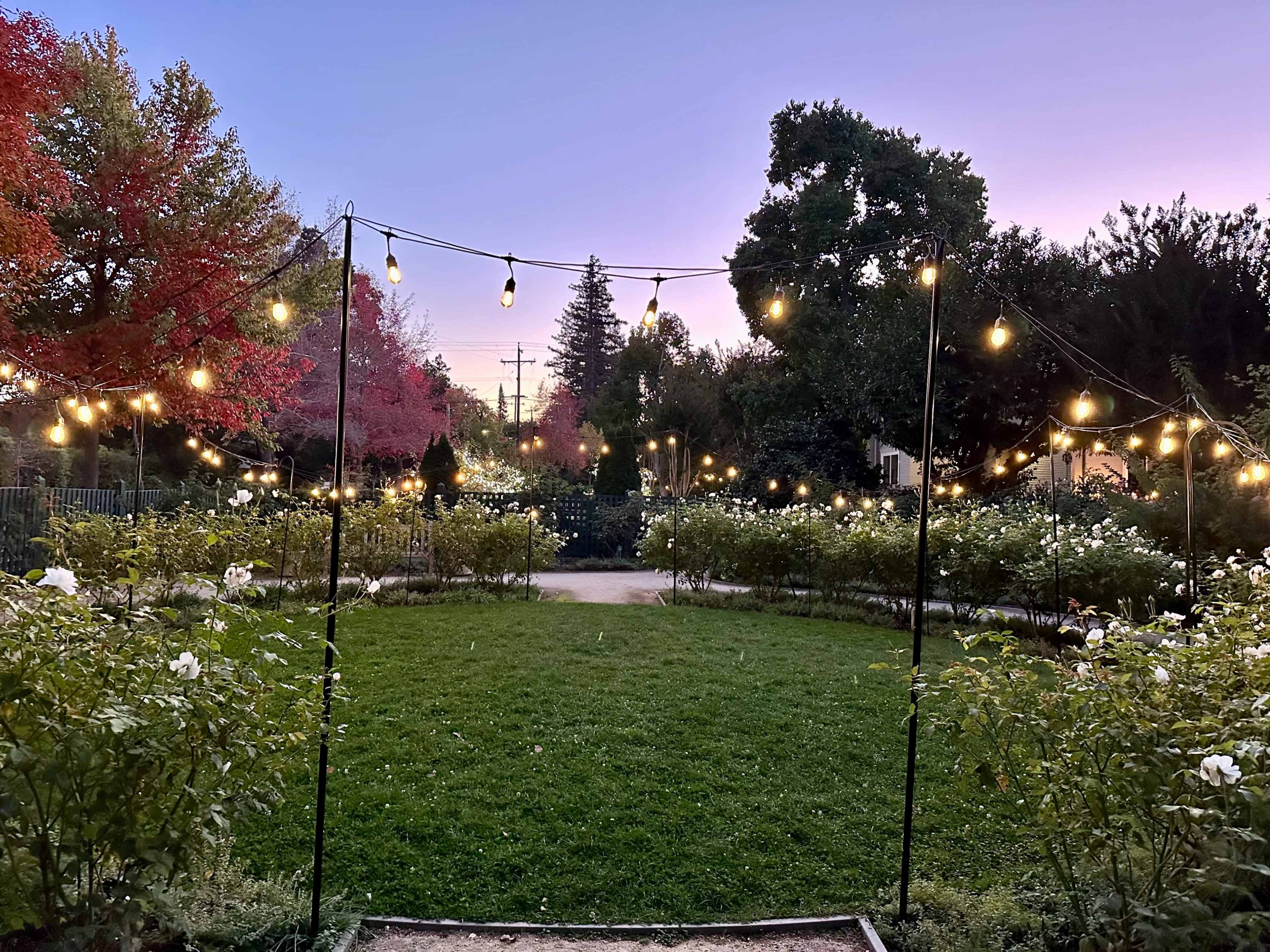 A garden is illuminated by string lights, with rows of blooming roses and trees in the background during dusk.