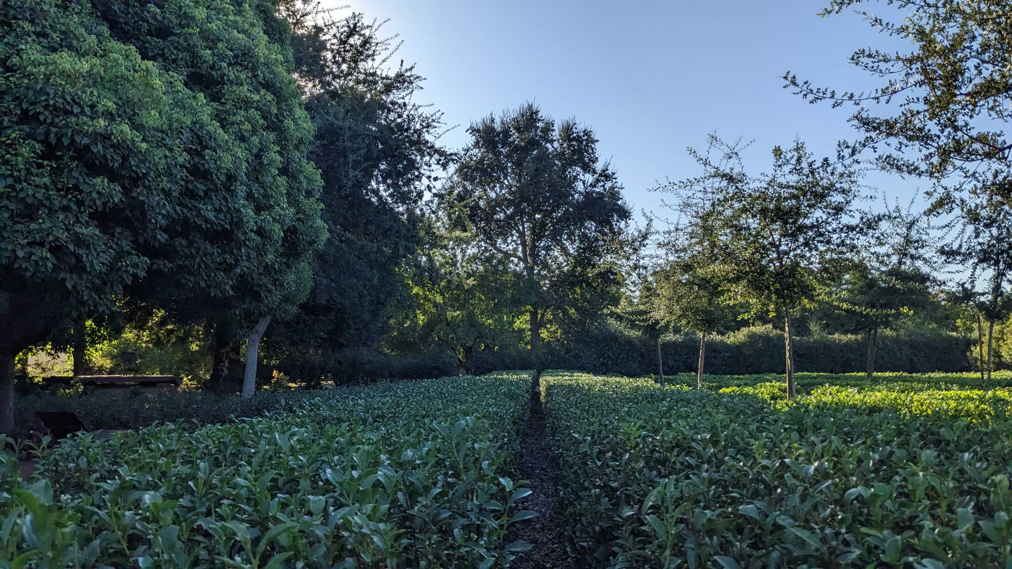 A sunlit tea plantation with neatly arranged rows of tea plants bordered by trees.