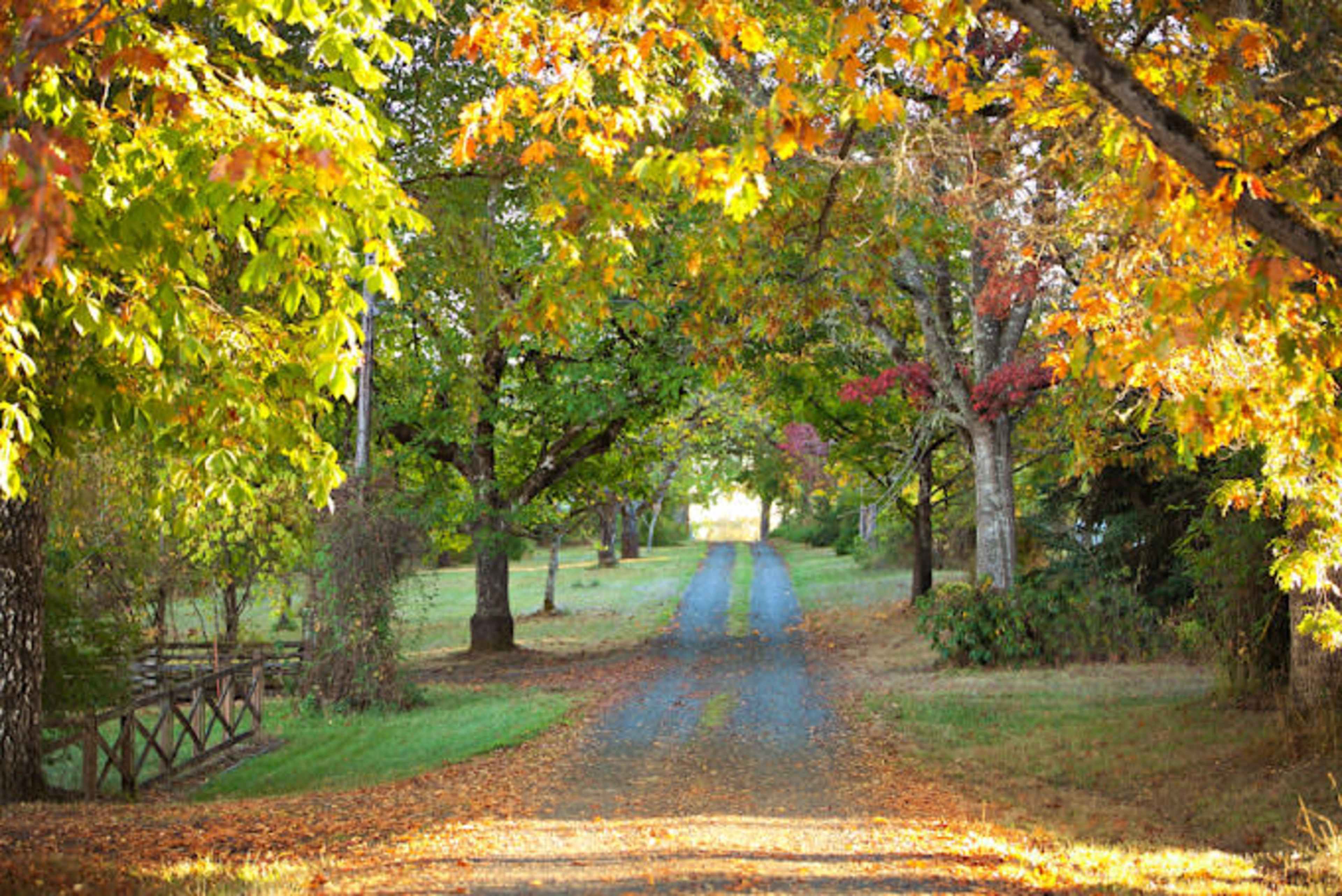 A gravel driveway lined with trees displaying autumn foliage leads toward a distant bright opening.