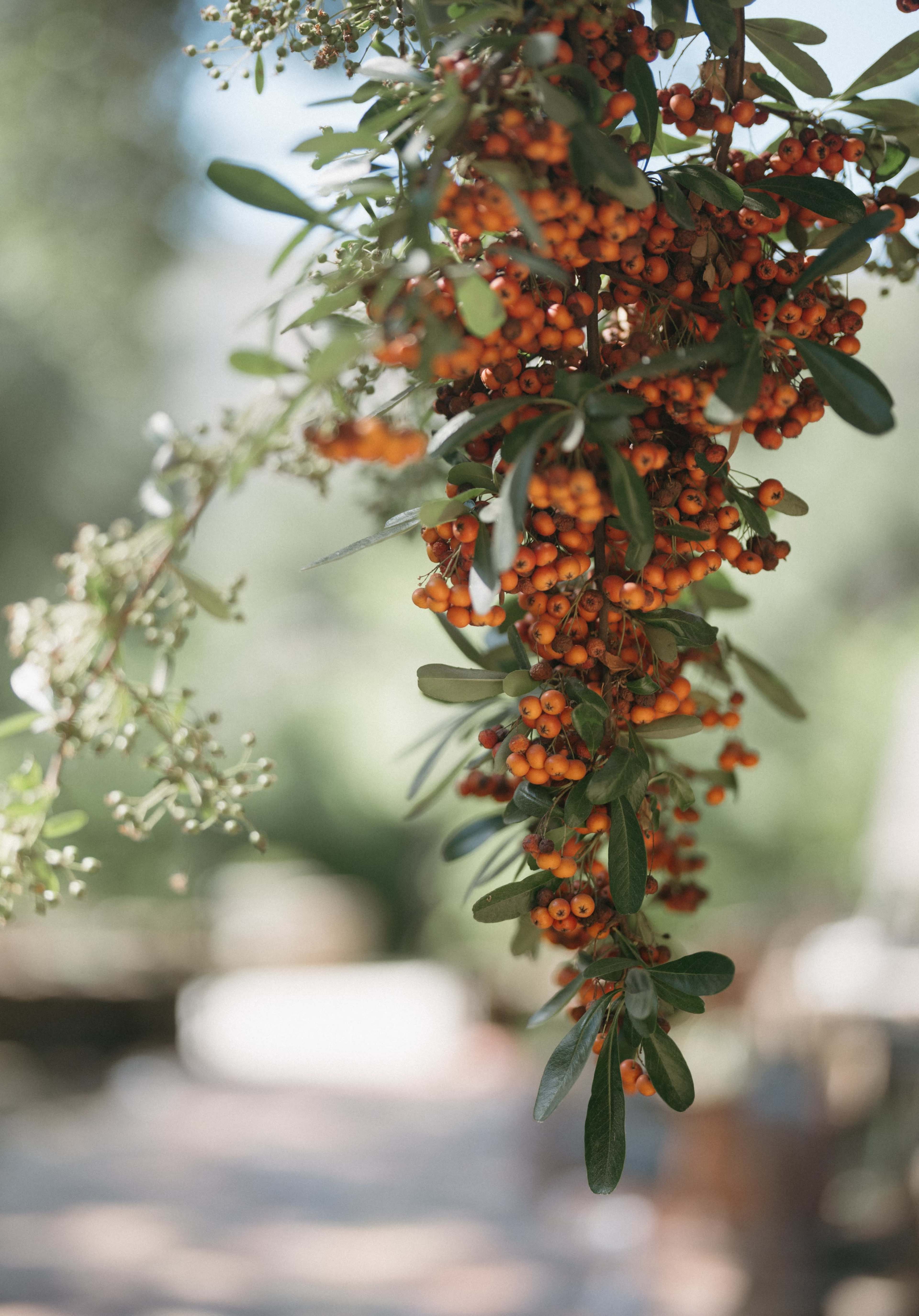 A cluster of small orange berries hangs from a green leafy branch.