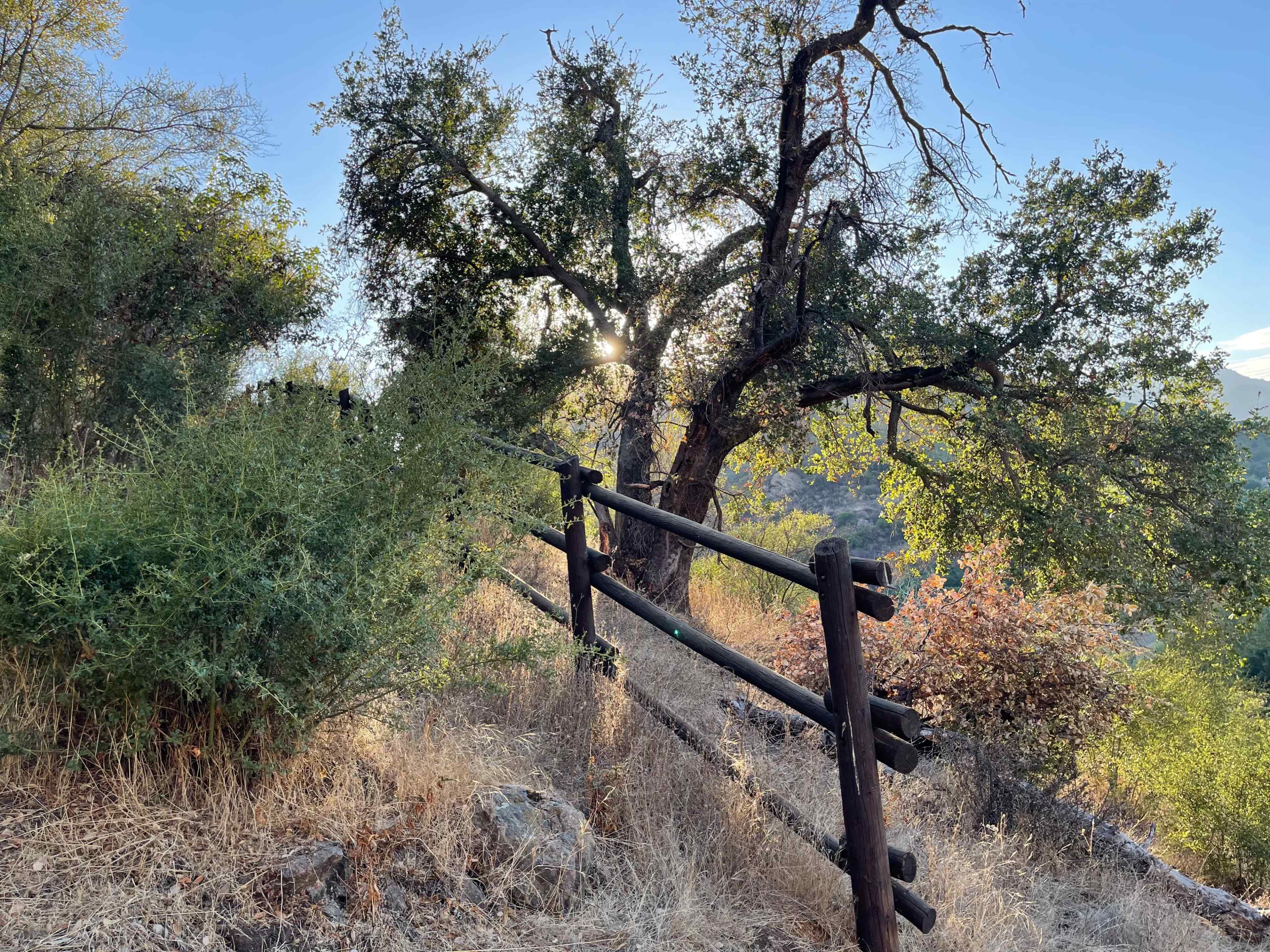 A wooden fence lines a path beside a large tree, with sunlight filtering through the branches in a natural setting.