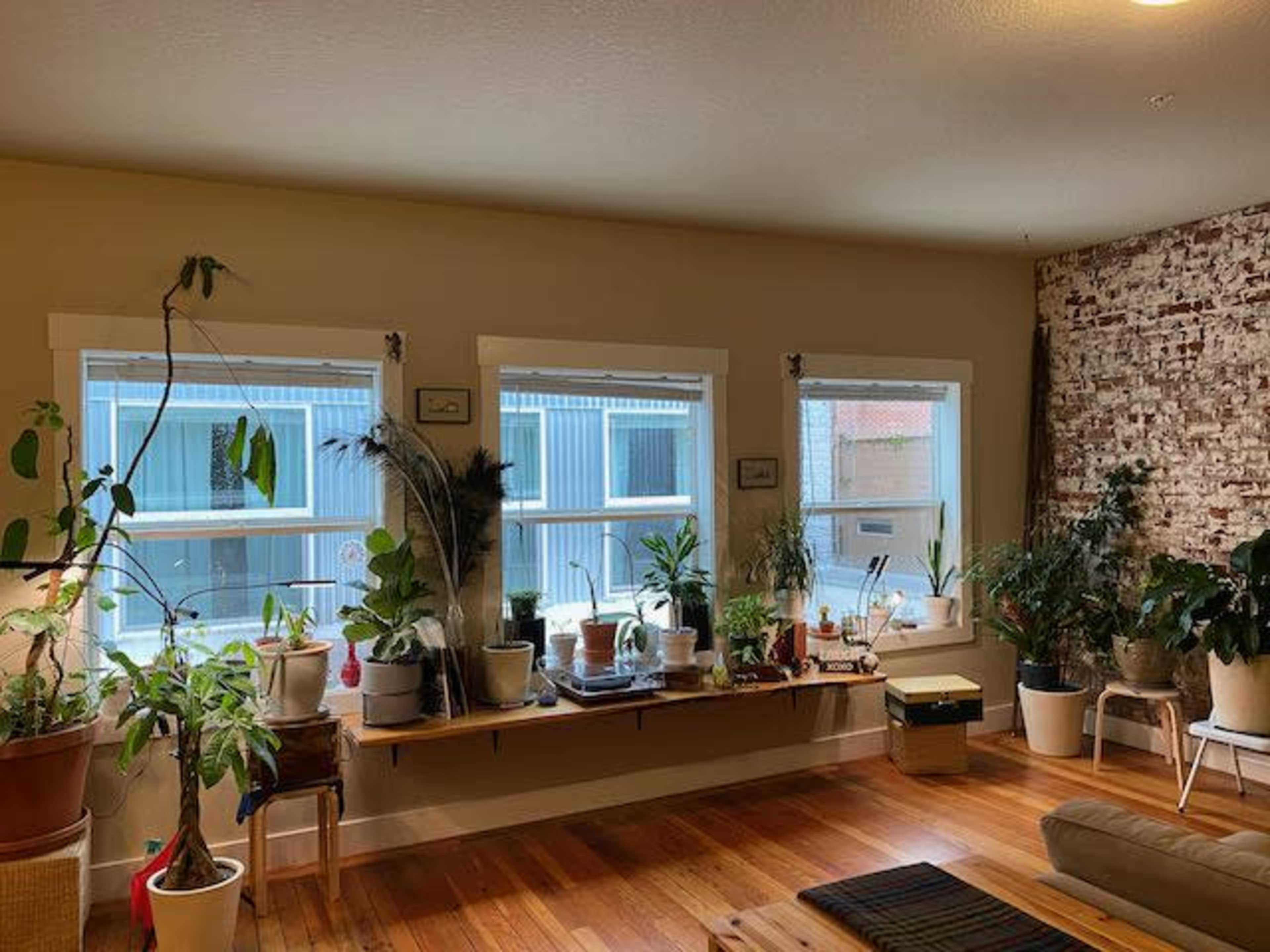 A living room features a row of windows with various potted plants arranged on a wooden shelf below them.
