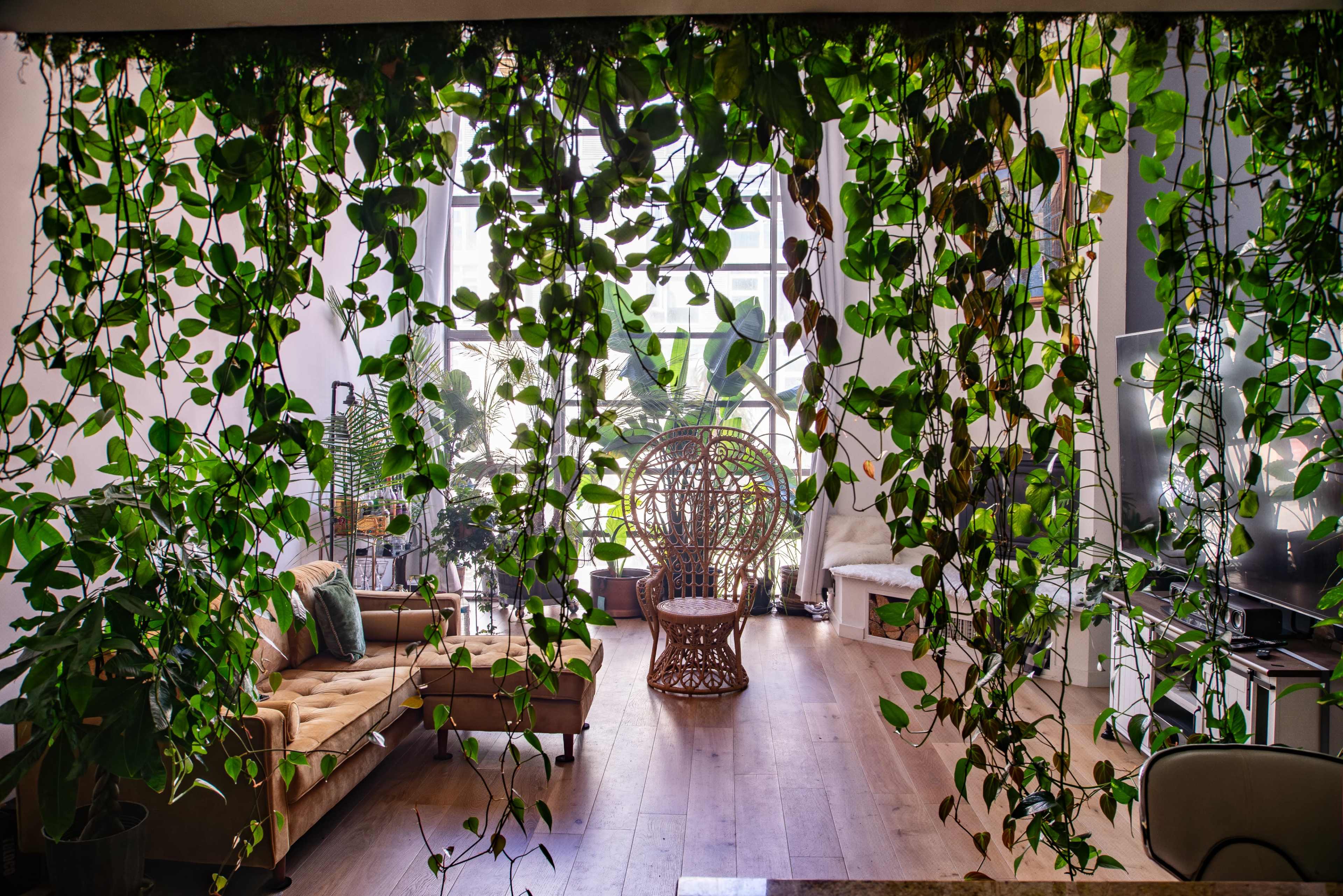 A bright living room adorned with hanging plants, featuring a couch, a woven chair, and large windows that allow natural light to fill the space.