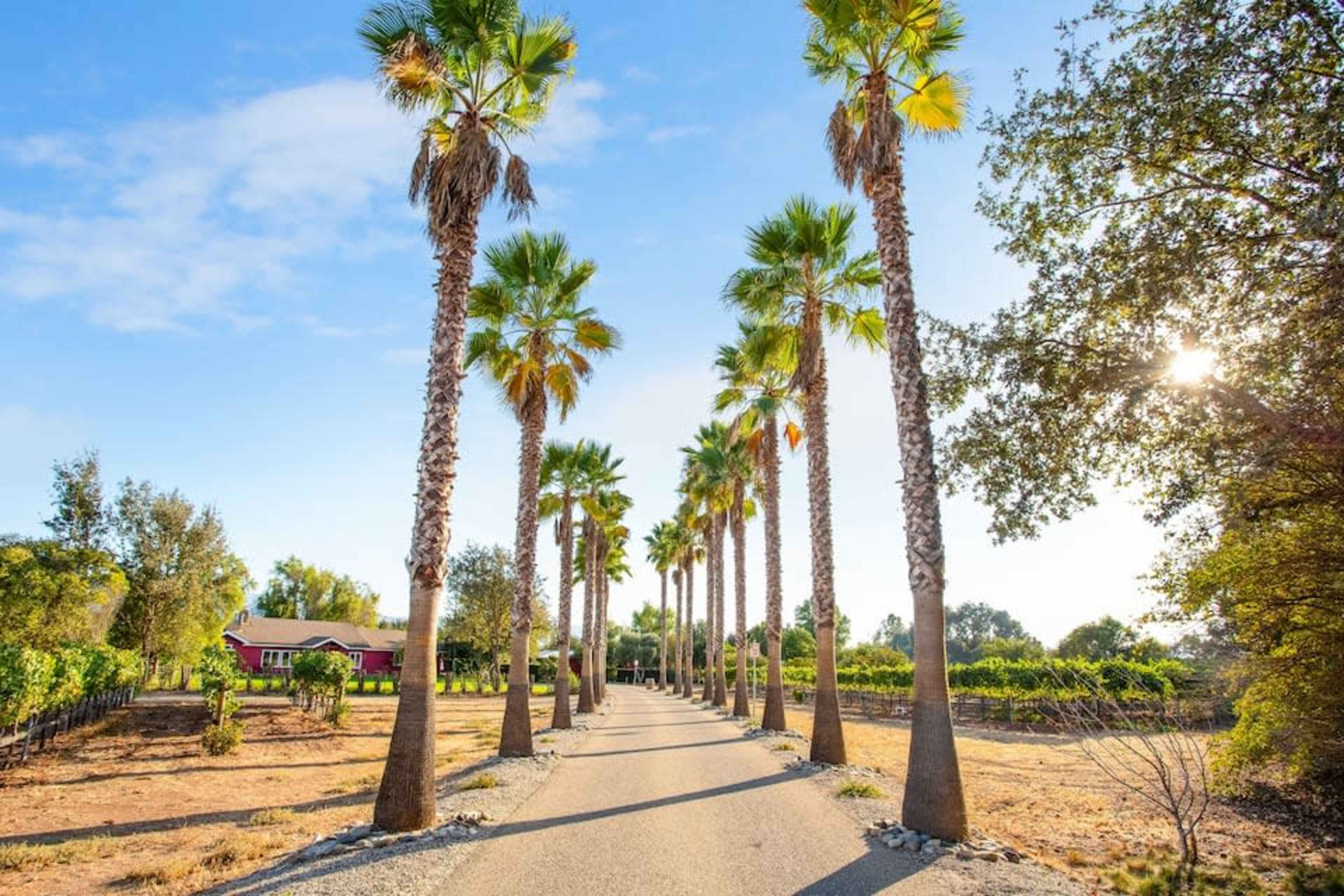 A pathway lined with tall palm trees leads towards a vineyard and a house in the distance.