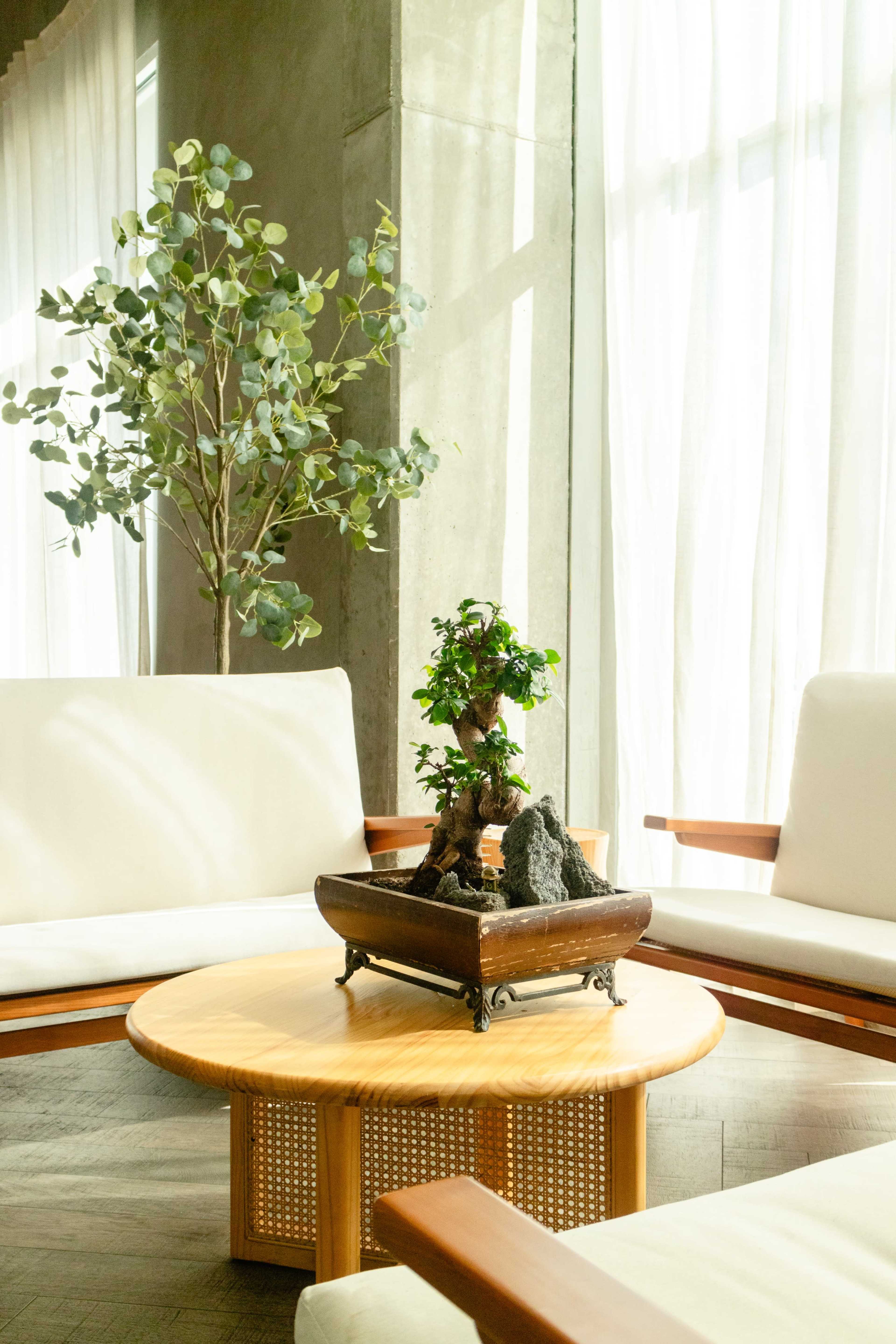 A modern seating area features two white armchairs surrounding a round wooden table, topped with a decorative bonsai and an artificial plant.