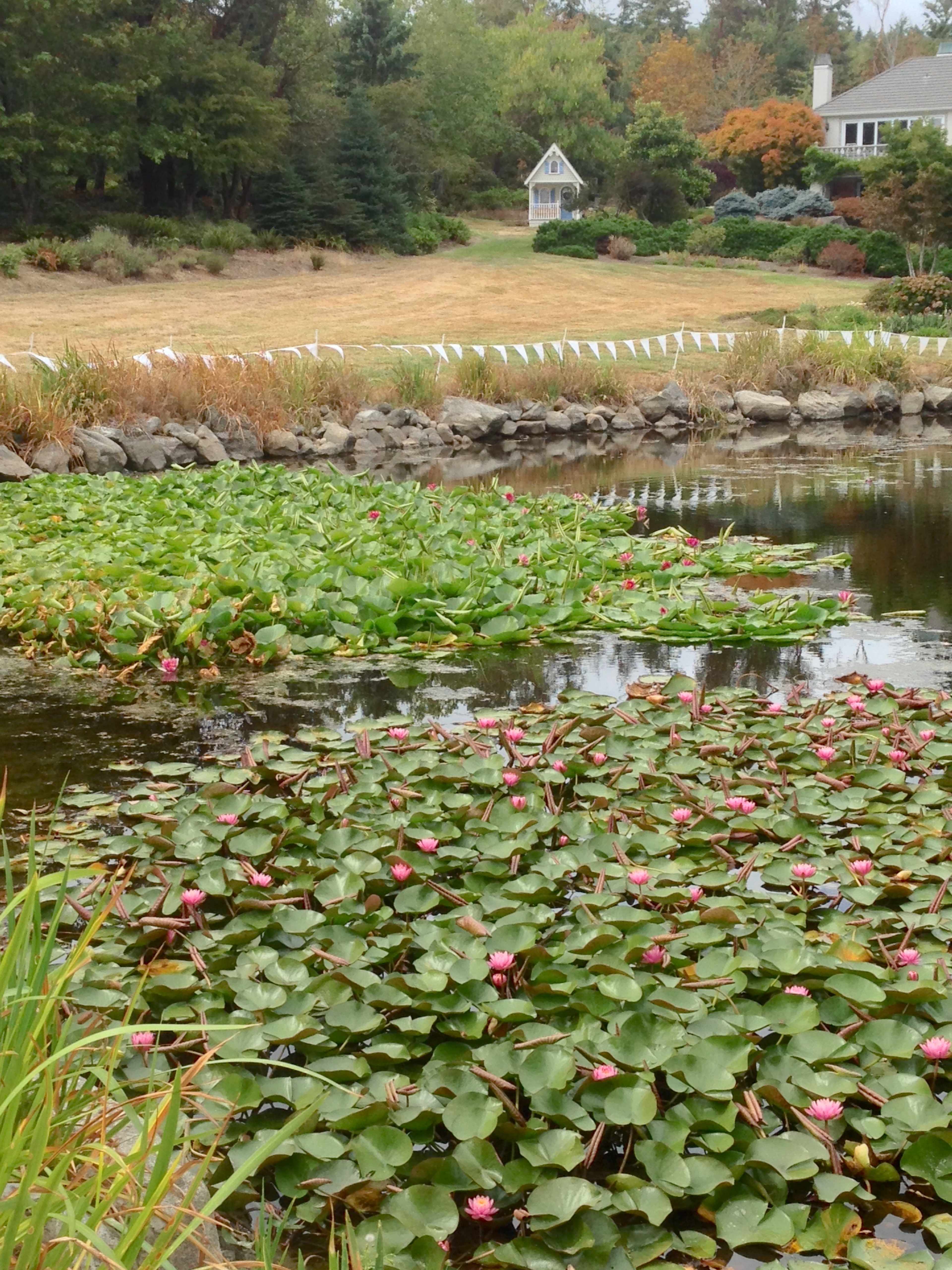 A tranquil pond is covered with water lilies and pink flowers, with a grassy area and a house in the background.