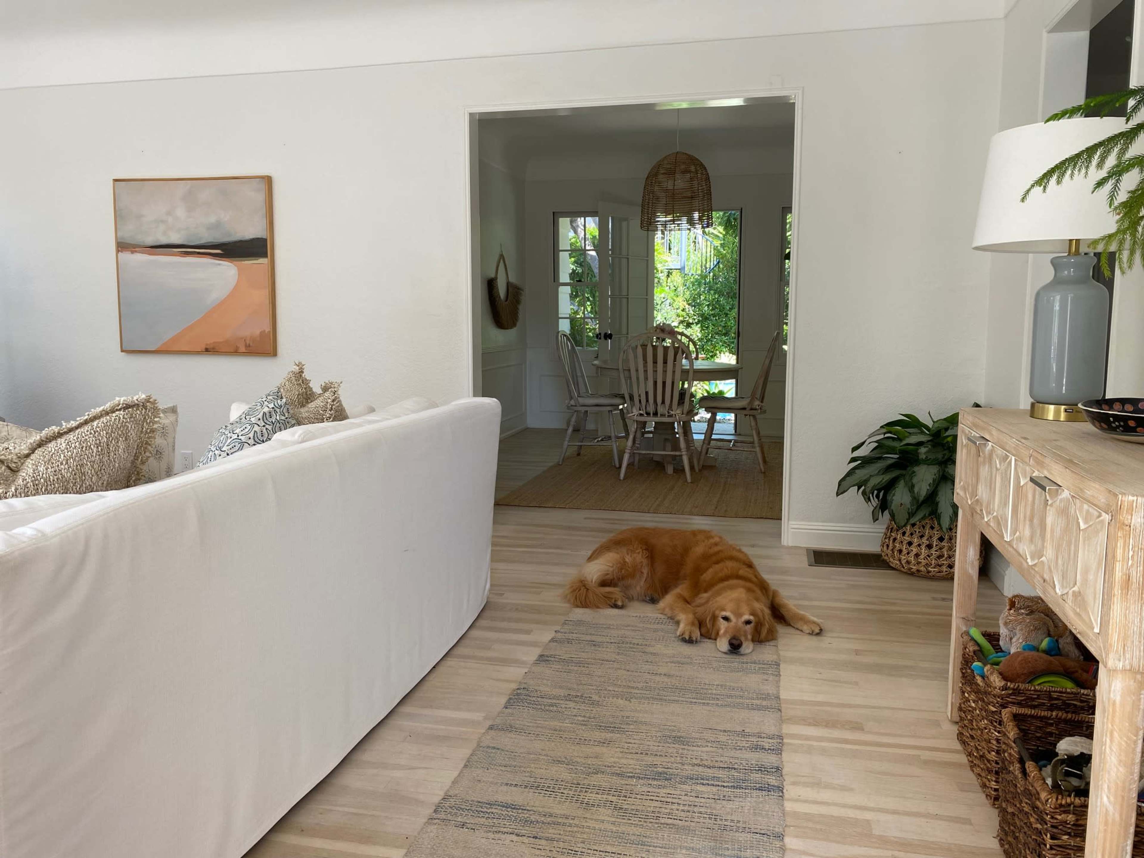 A golden retriever lies on a rug in a light-filled living room, with a dining area visible in the background.