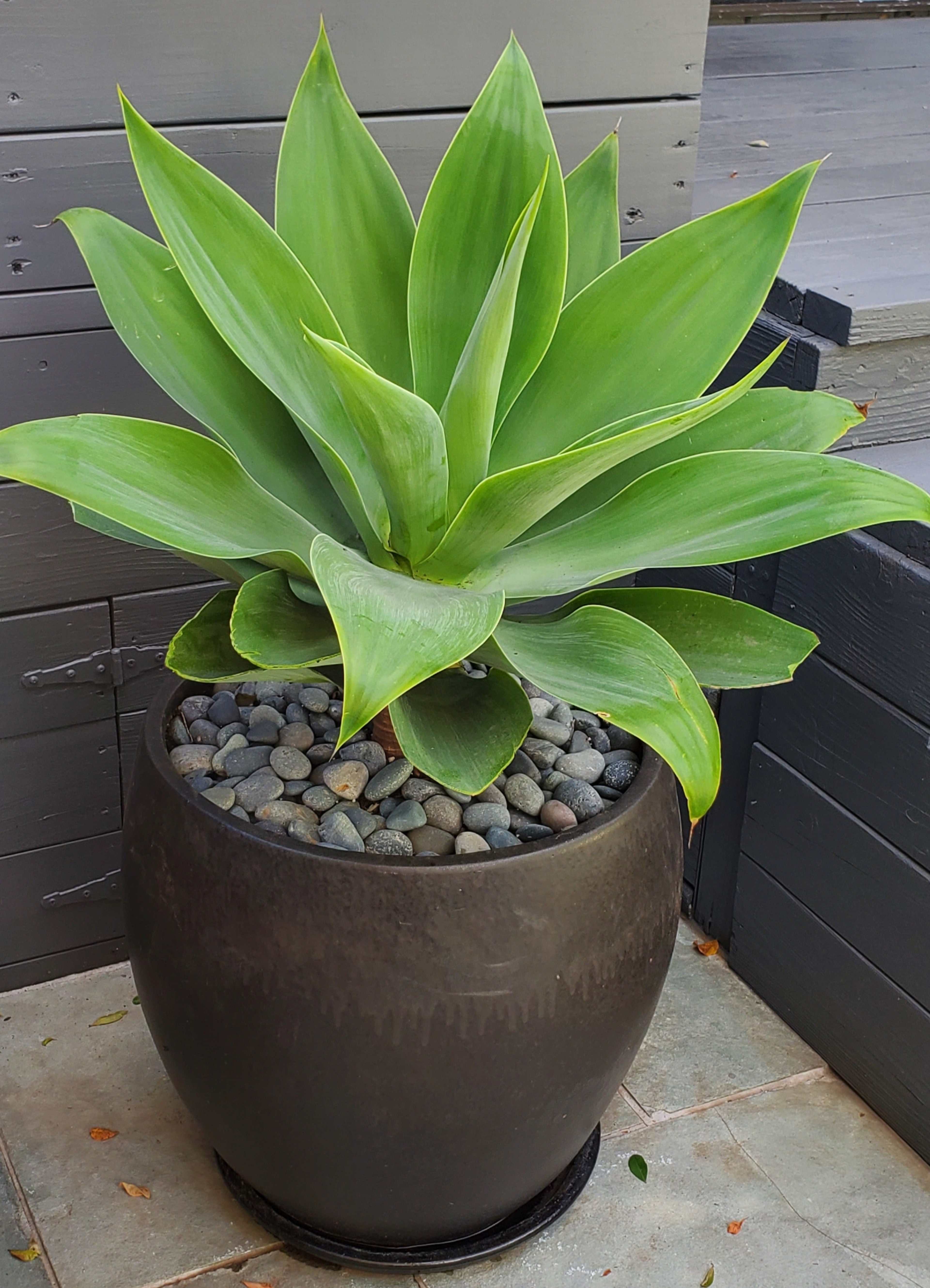 A large green plant with long, pointed leaves grows from a dark pot filled with pebbles, situated on a tiled surface next to a gray wooden structure.