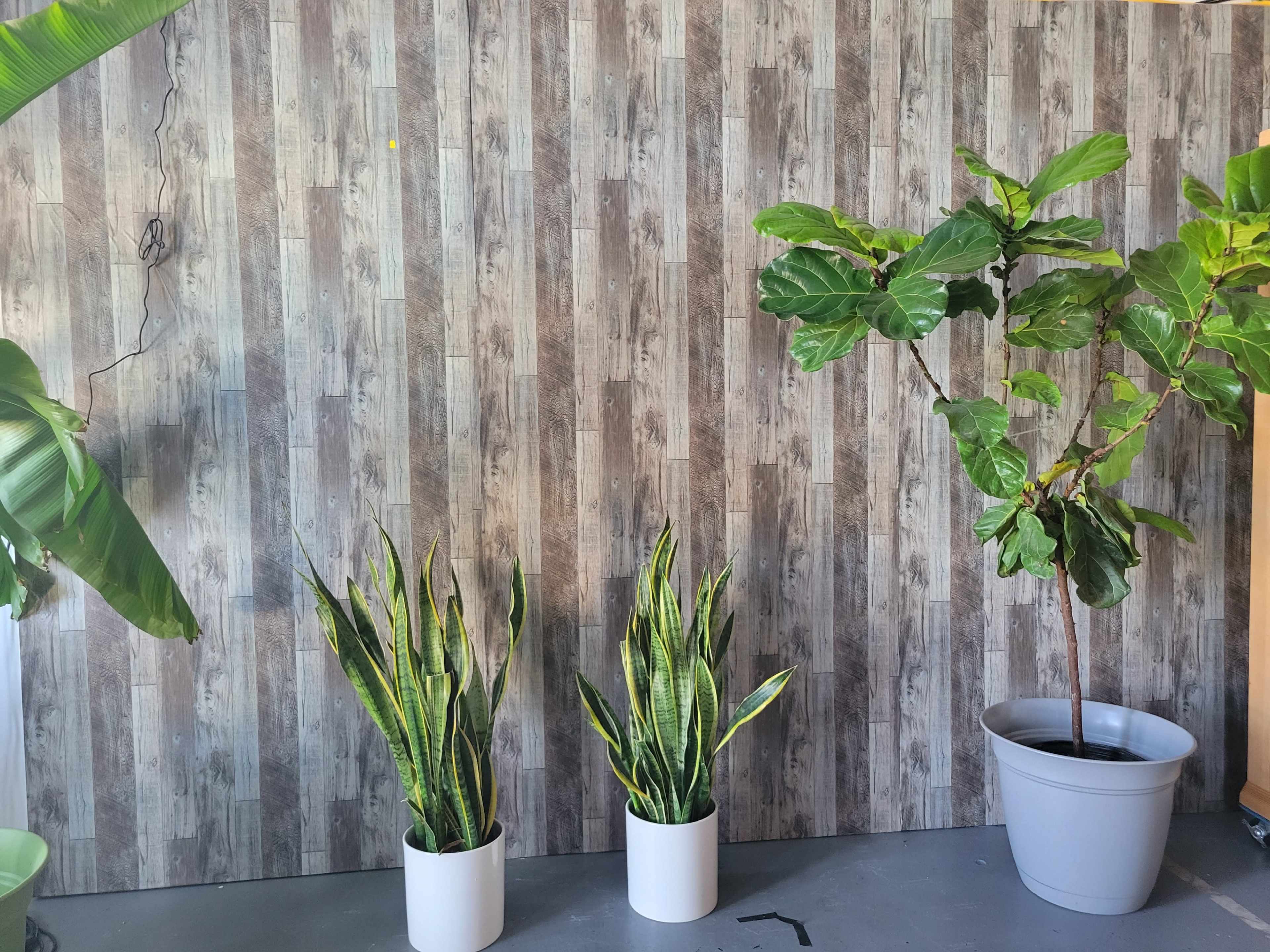 A wall with a wooden pattern, featuring two potted snake plants and a larger potted fiddle leaf fig tree.