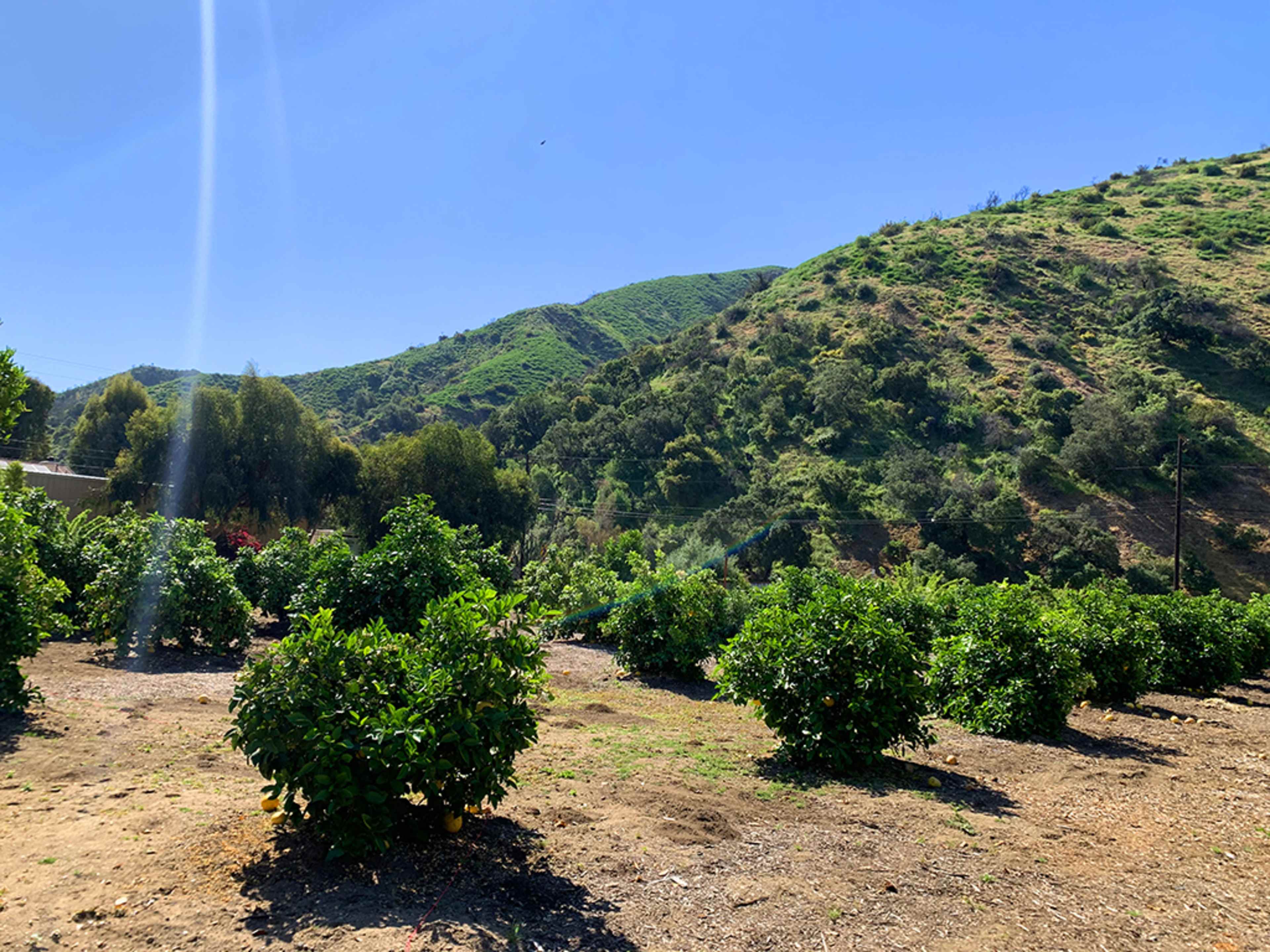 A row of citrus trees is planted on a hillside with green vegetation and a clear blue sky in the background.