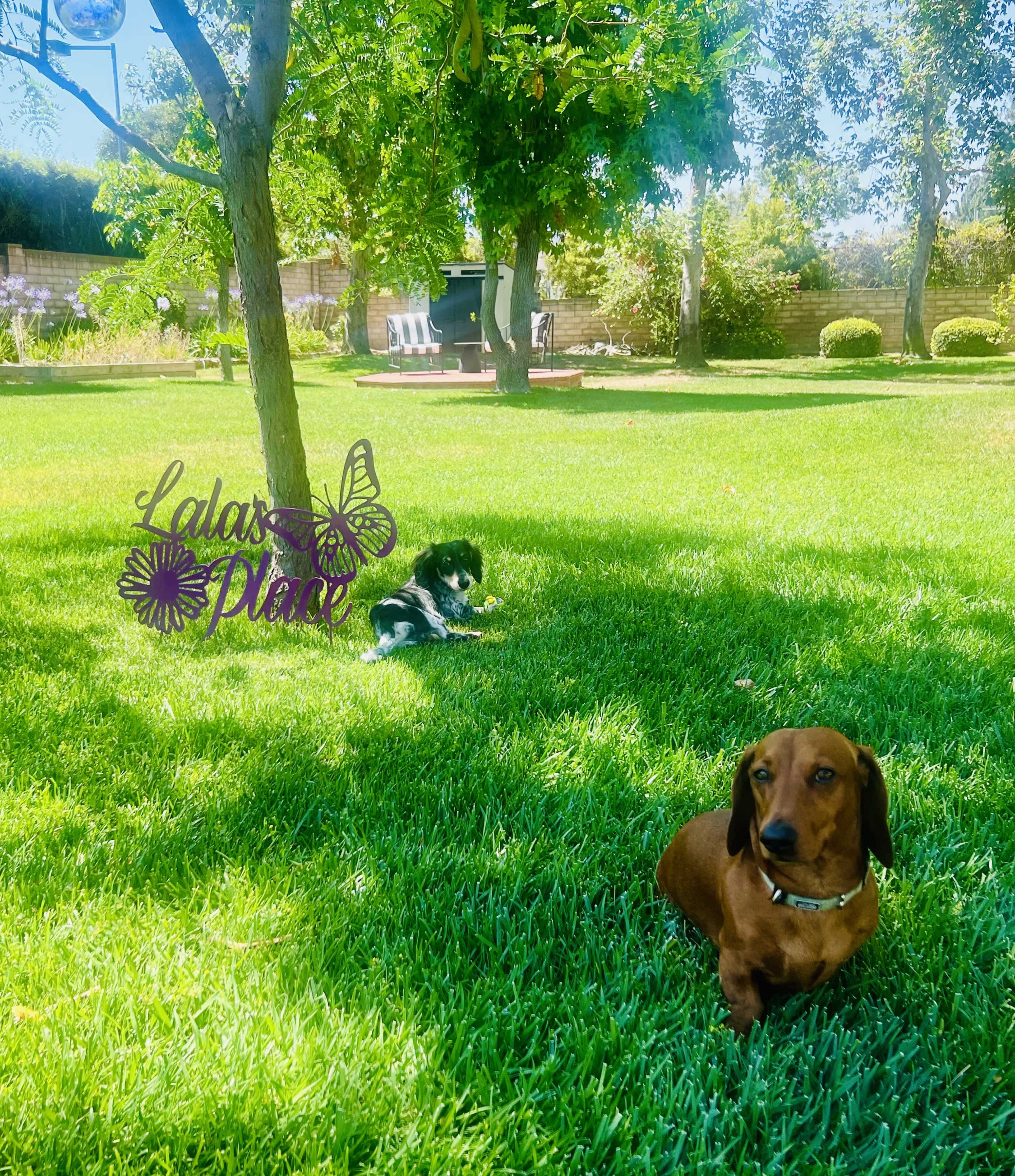 Two dogs relax on a grassy lawn shaded by trees, while a barbecue area is visible in the background.