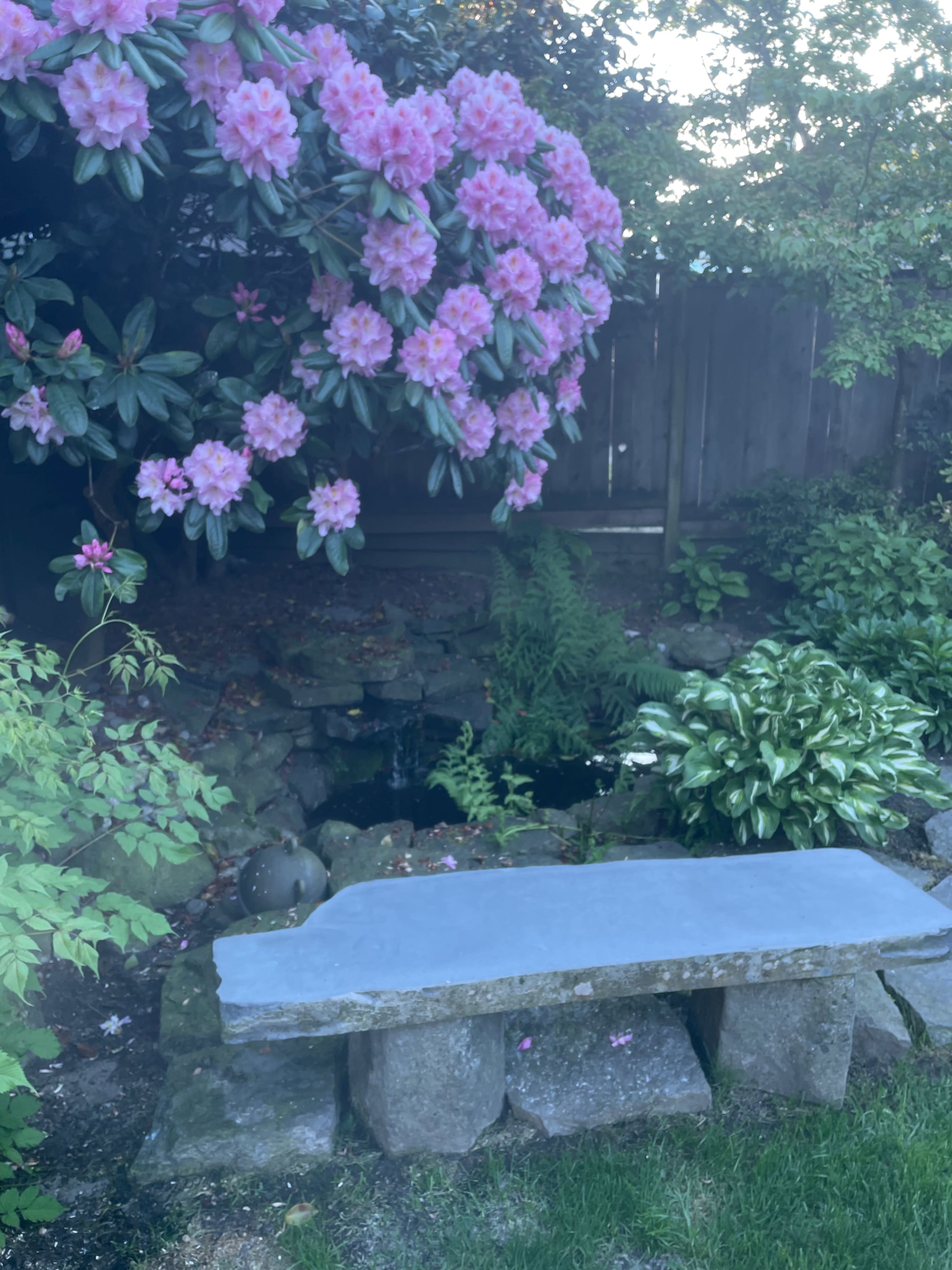 A stone bench sits beside a pond surrounded by lush greenery and blooming pink rhododendron flowers.
