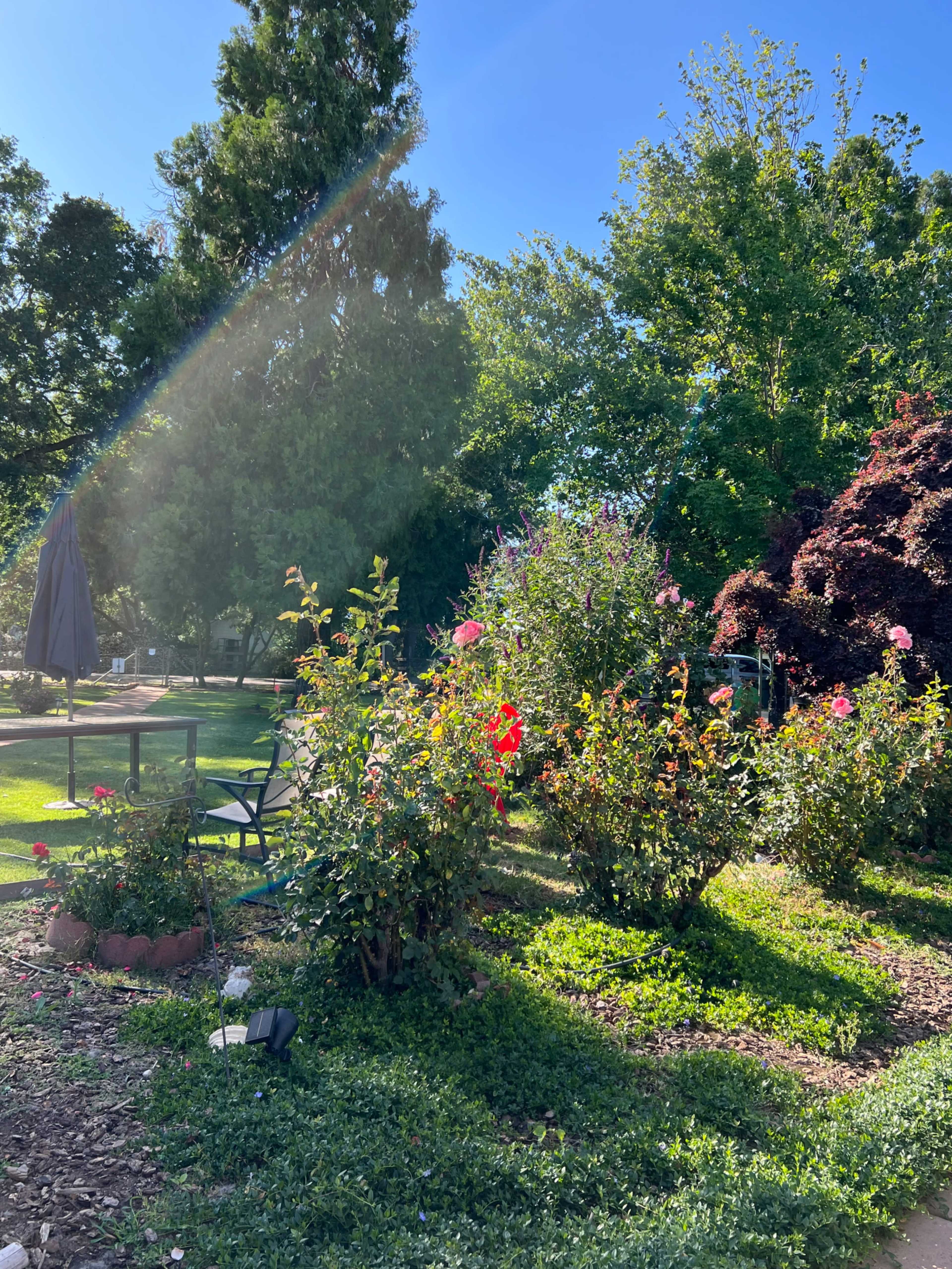 The image shows a garden with various flowering plants and trees, illuminated by sunlight.