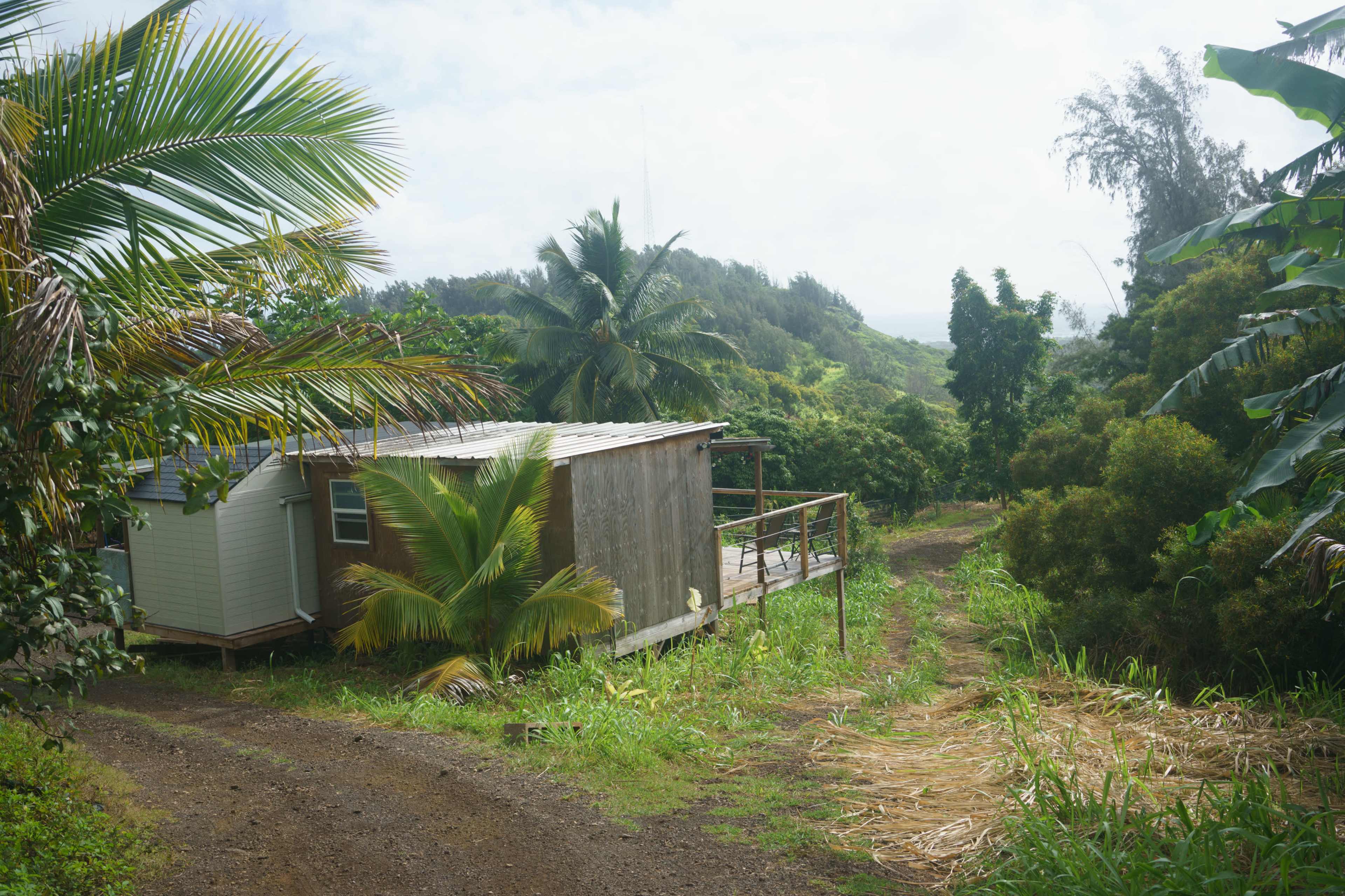 A small wooden cabin is situated on the side of a grassy hill, surrounded by palm trees and lush greenery.