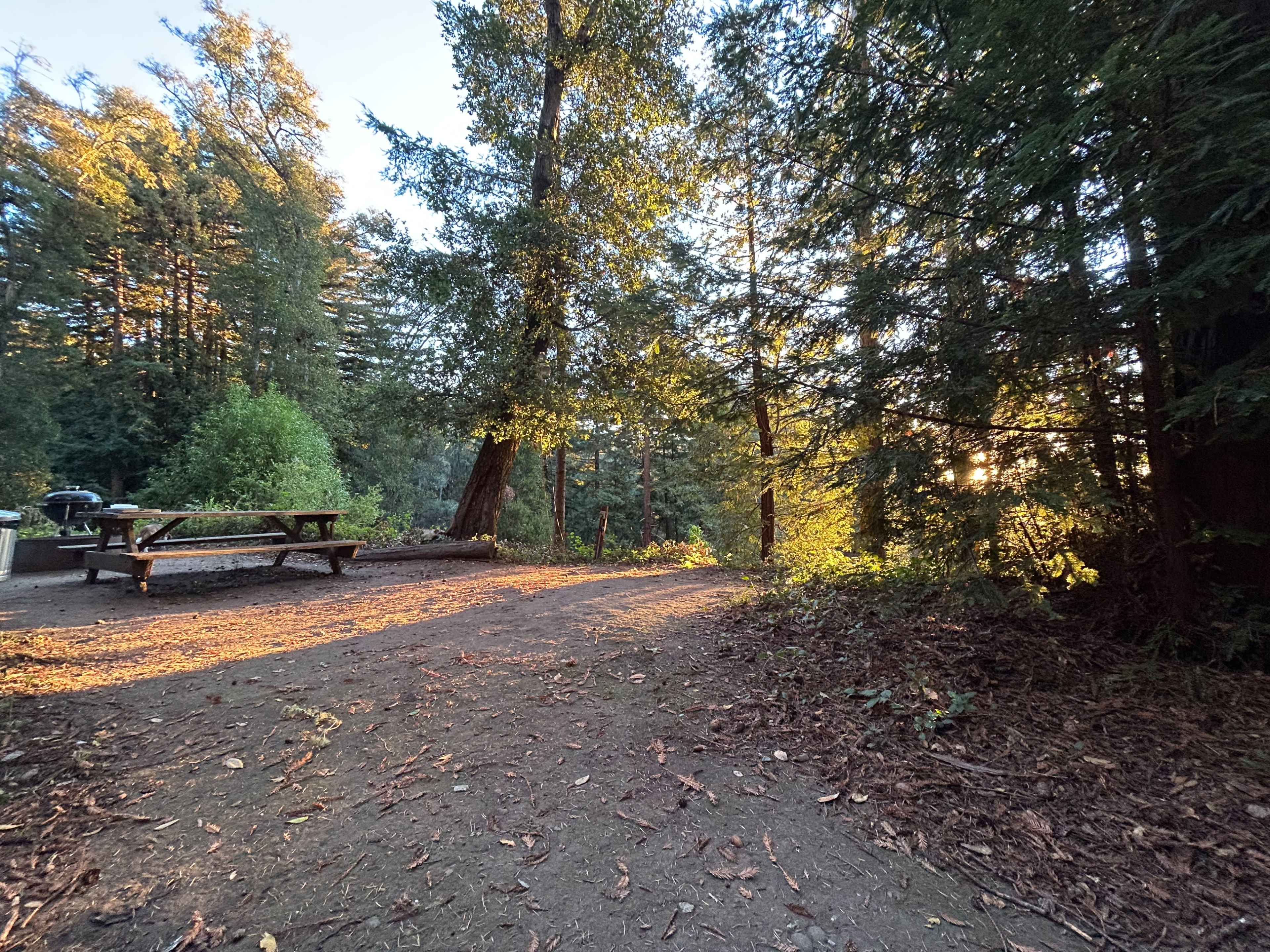 The image shows a shaded campsite with a gravel area, a picnic table, and tall trees illuminated by soft evening sunlight.