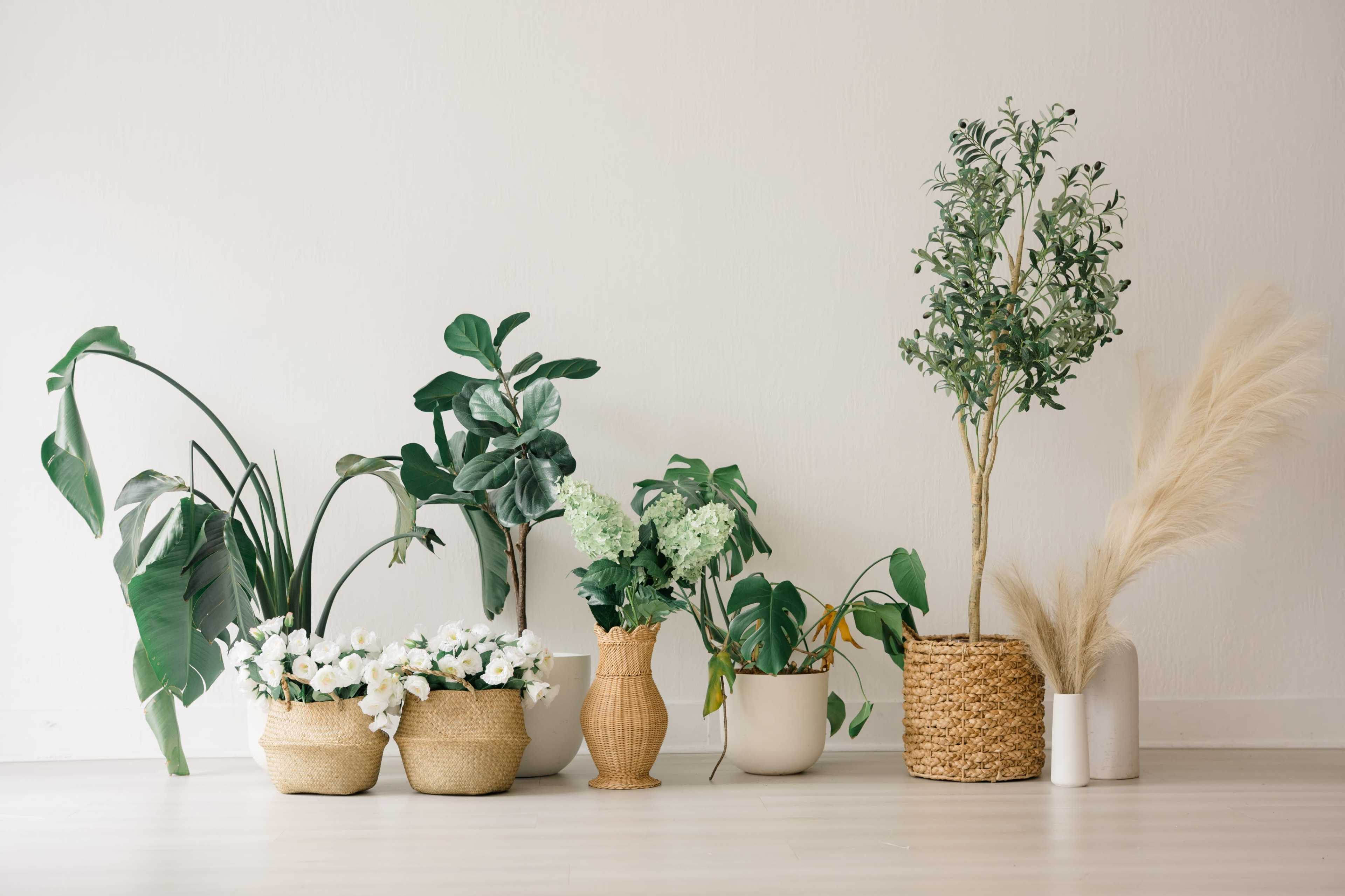 The image features a collection of potted plants arranged against a plain white wall, including various greenery and decorative floral arrangements.