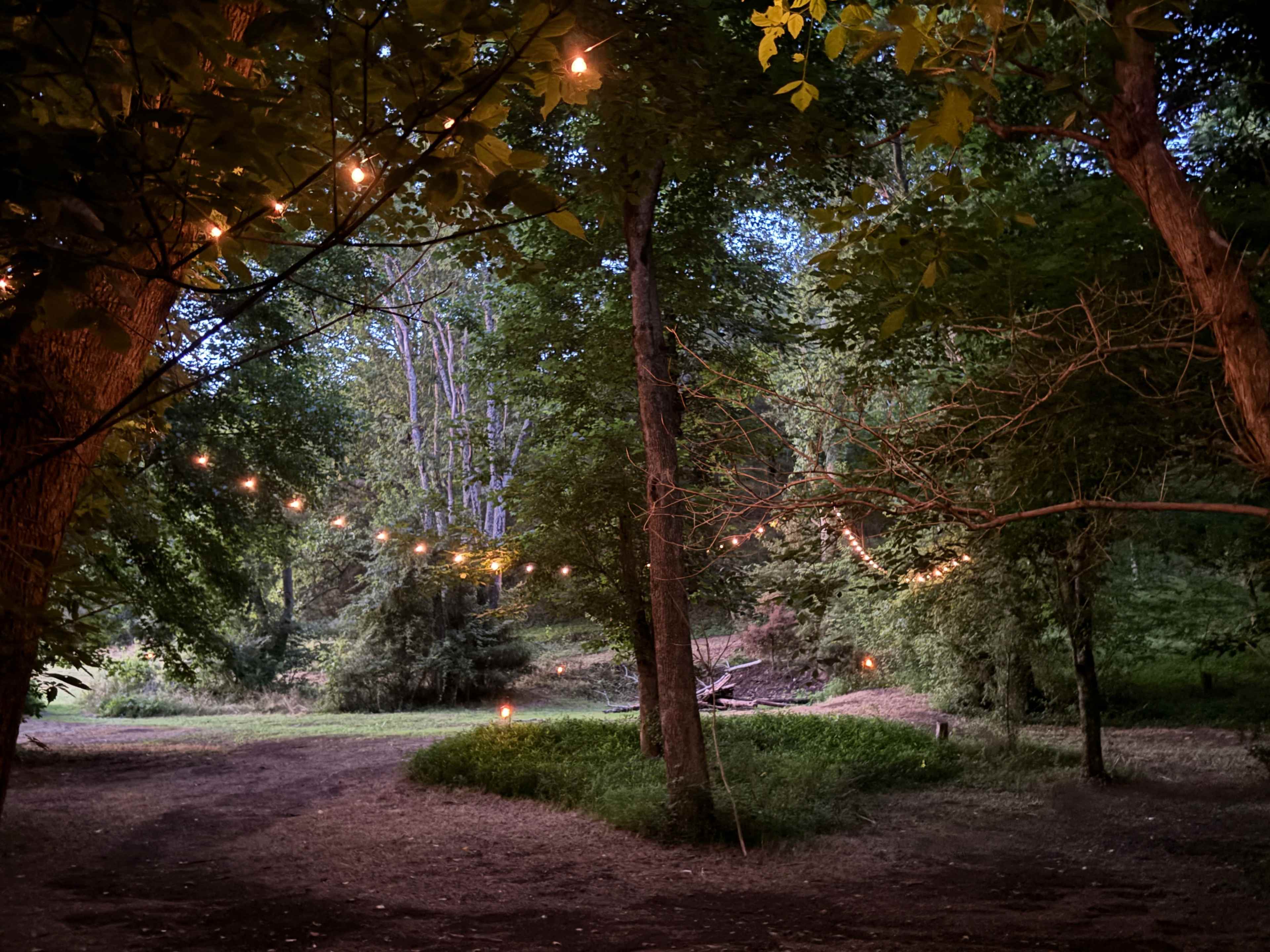 The image shows a wooded area illuminated by string lights, creating a serene atmosphere among the trees.