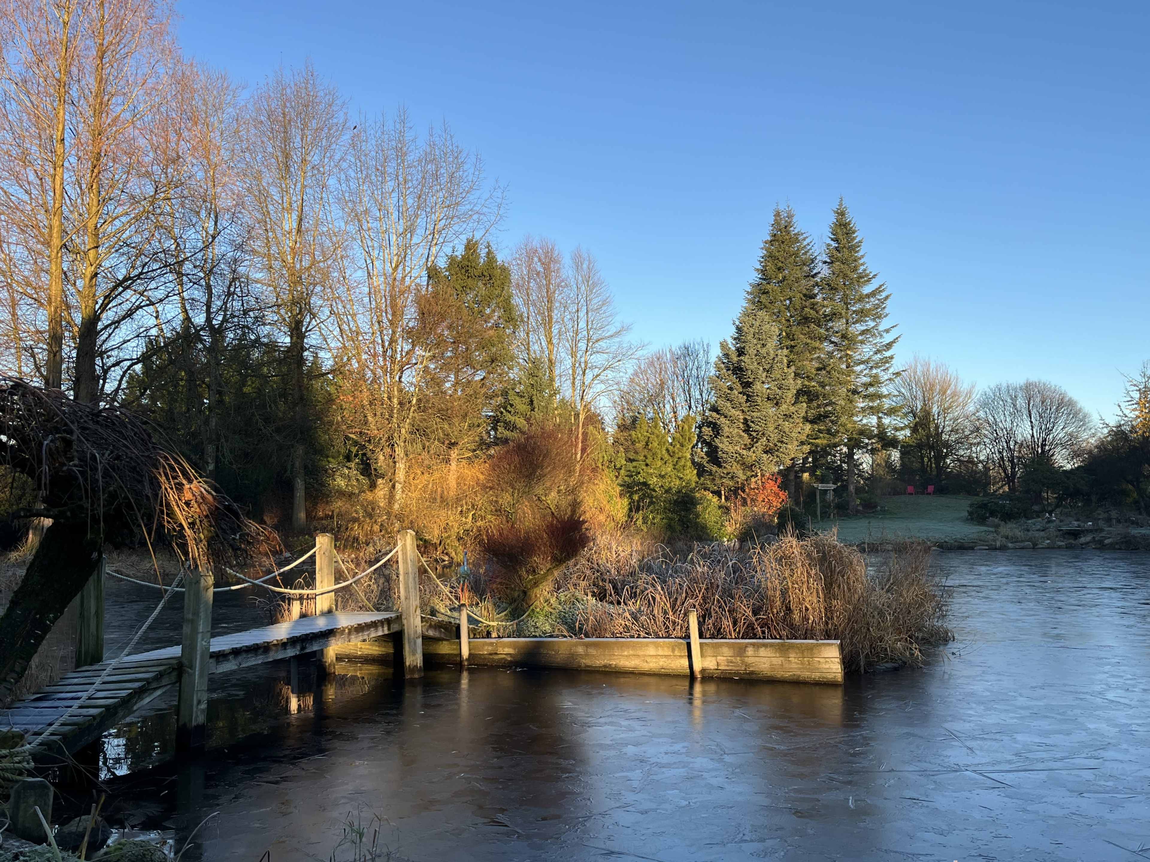 A wooden bridge leads to a frozen pond surrounded by trees and colorful foliage under a clear blue sky.