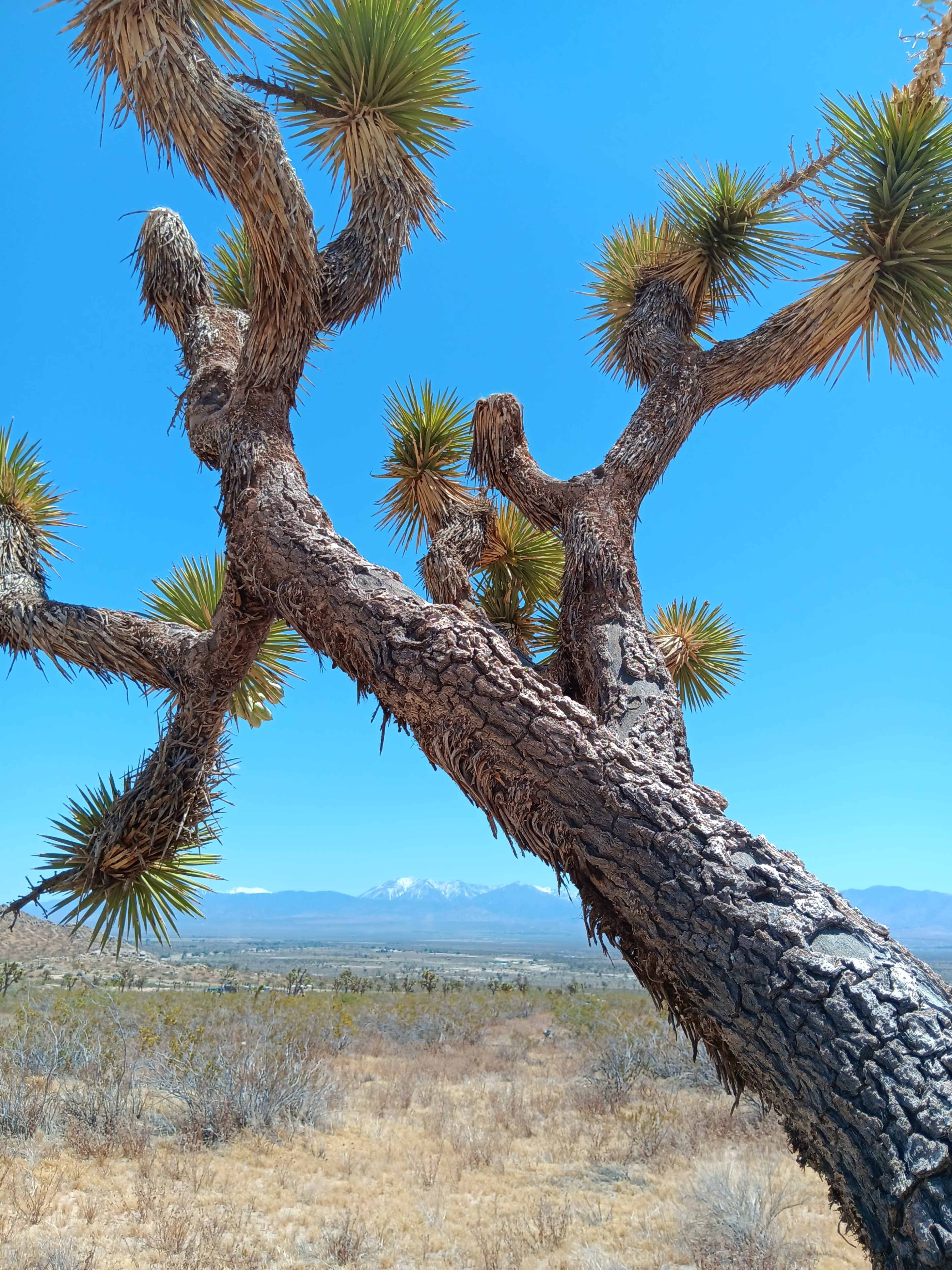 A twisted Joshua tree stands prominently against a clear blue sky, with mountains visible in the background.