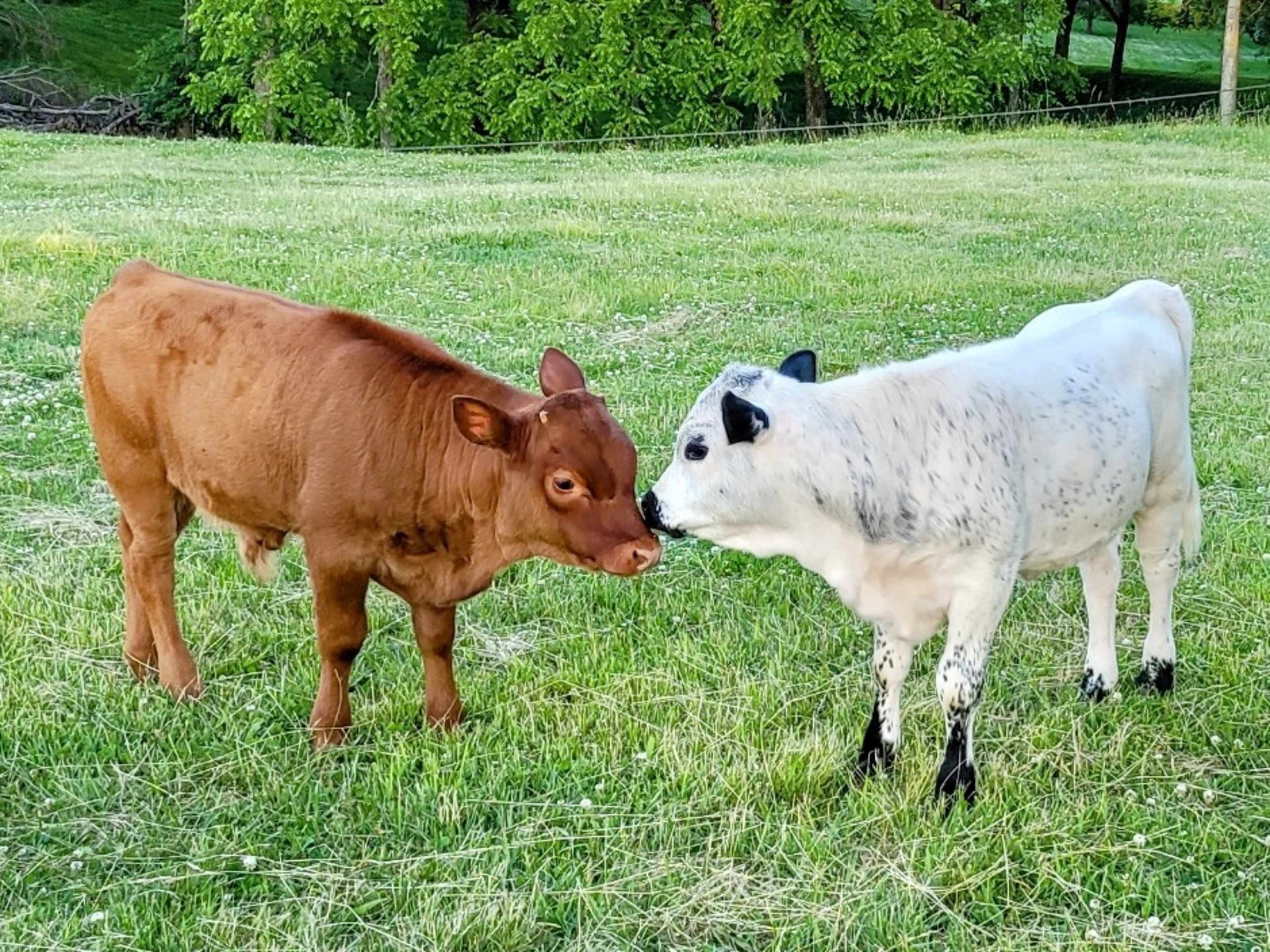 Mini Cows