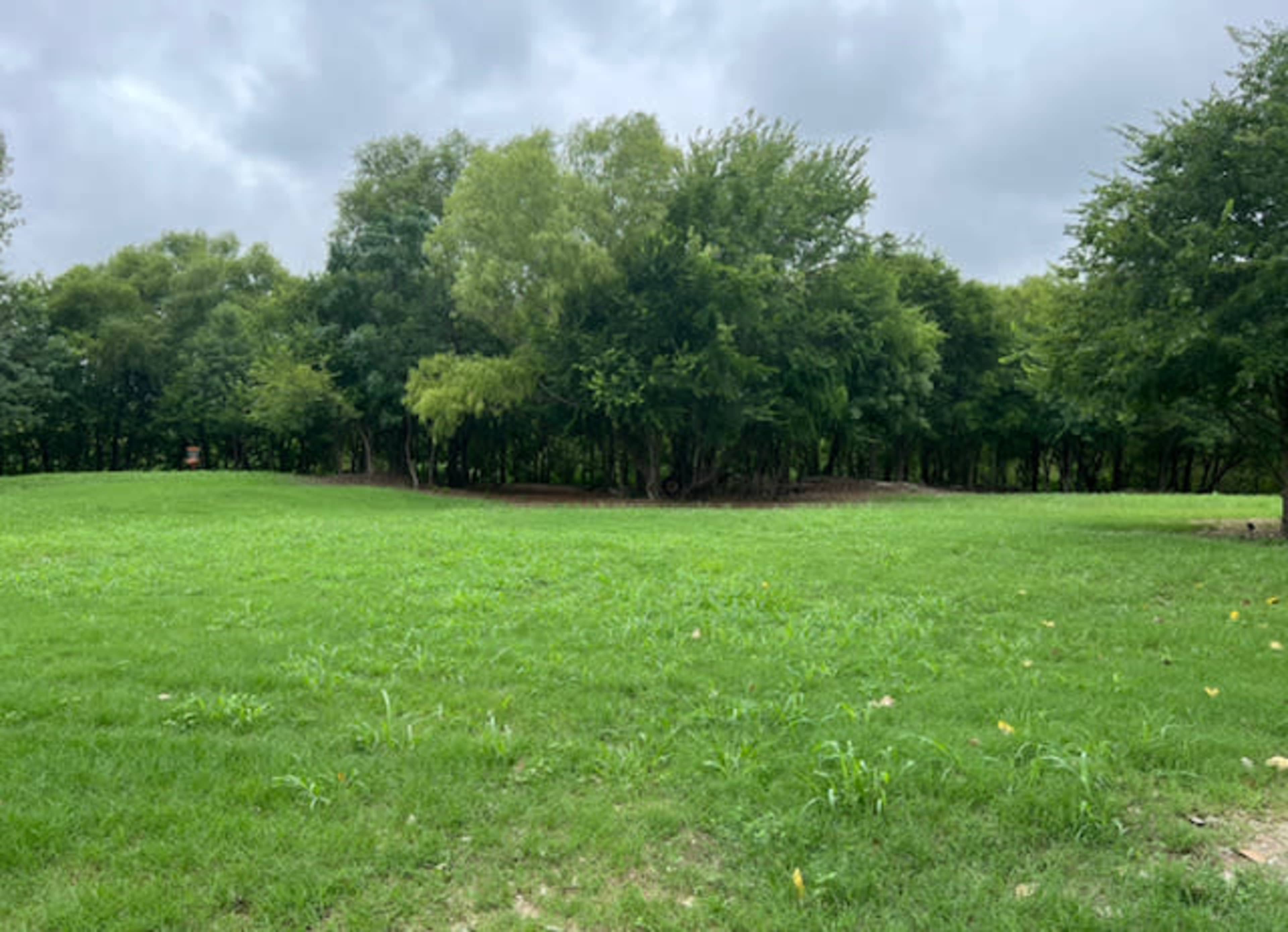A green meadow is bordered by a dense line of trees under a cloudy sky.
