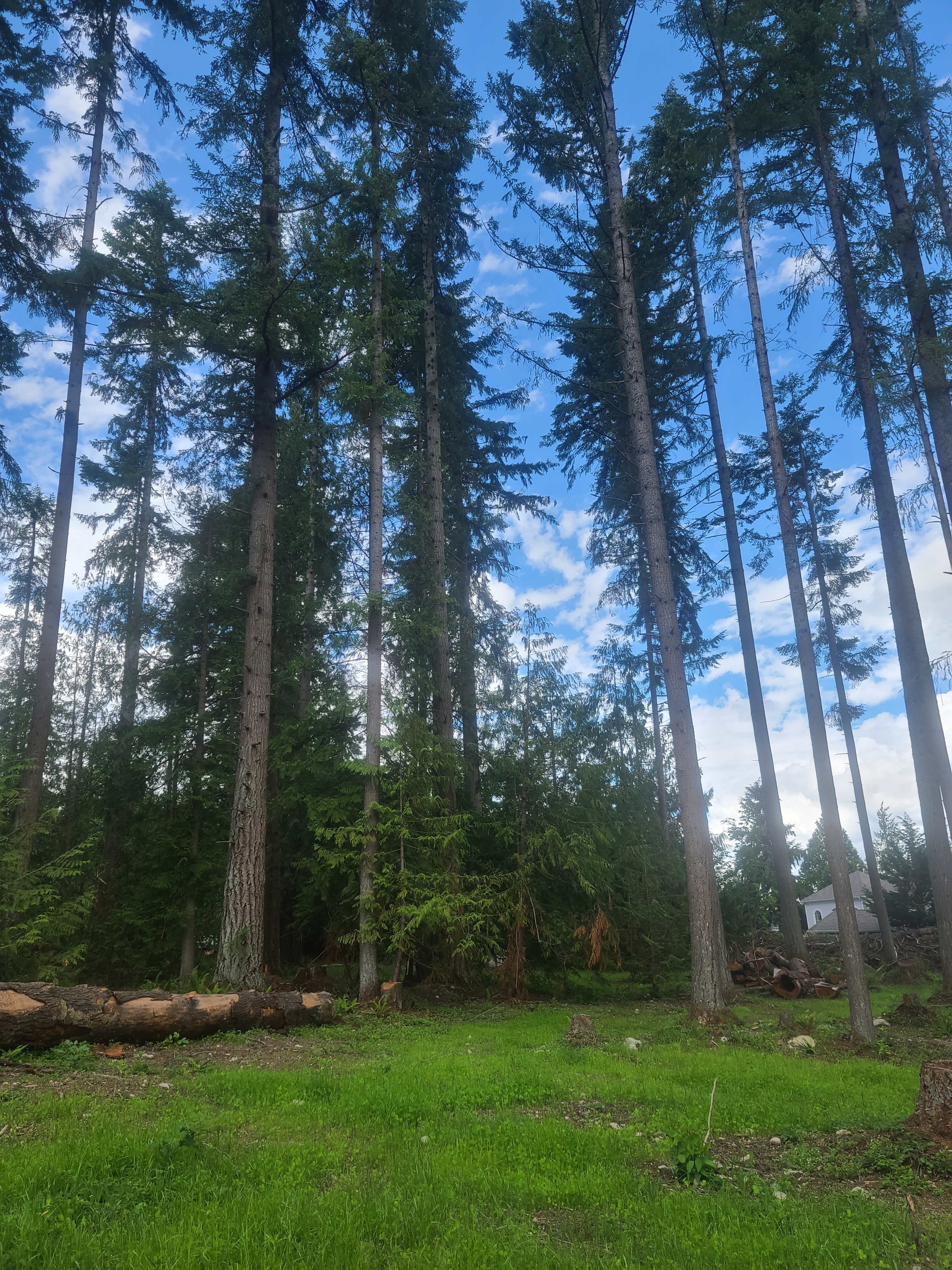 Tall trees rise against a blue sky with scattered clouds, surrounded by green grass and scattered logs on the ground.