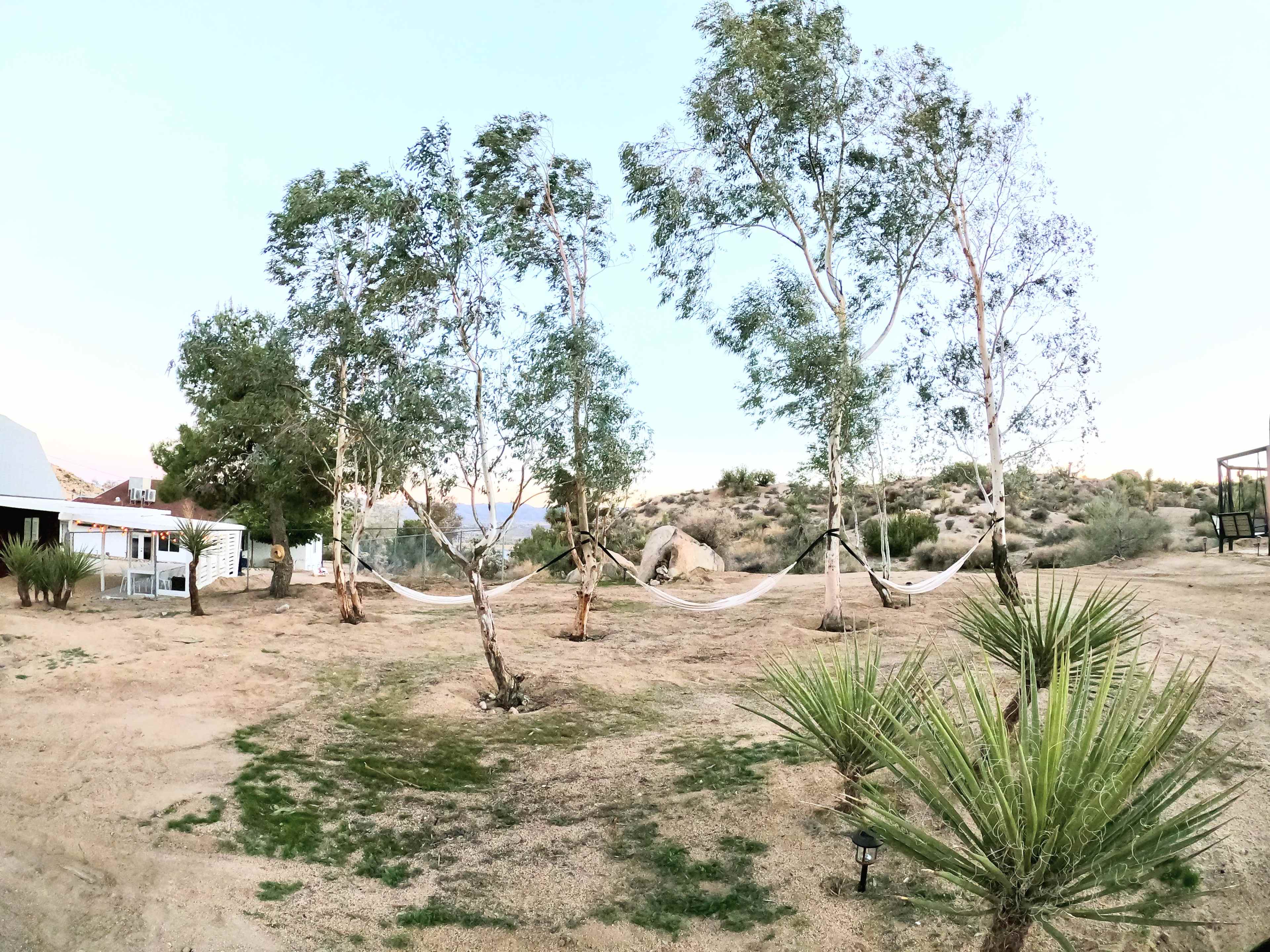 Two hammocks suspended between three trees in a desert landscape with sparse vegetation.