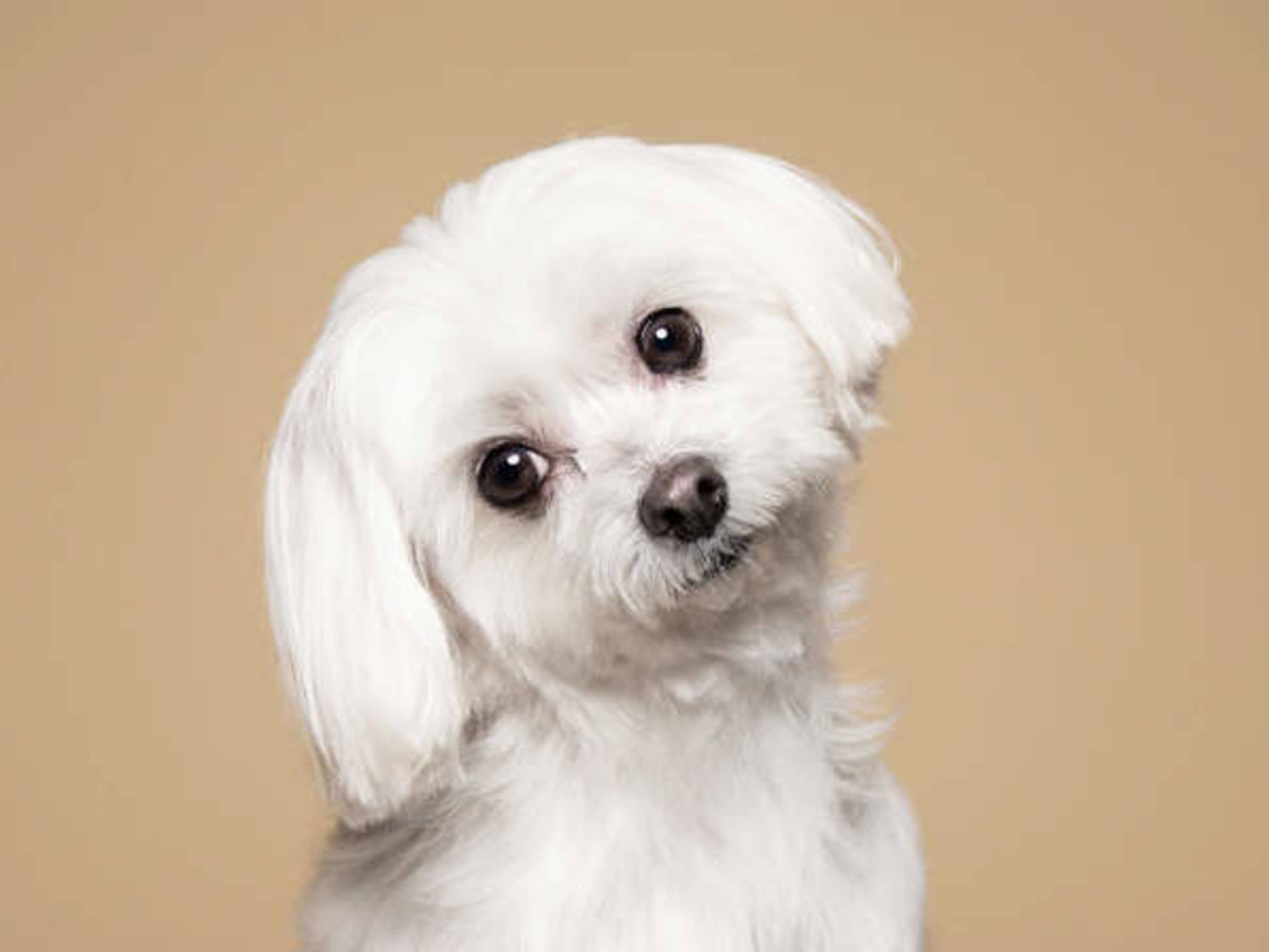 Pet Fee