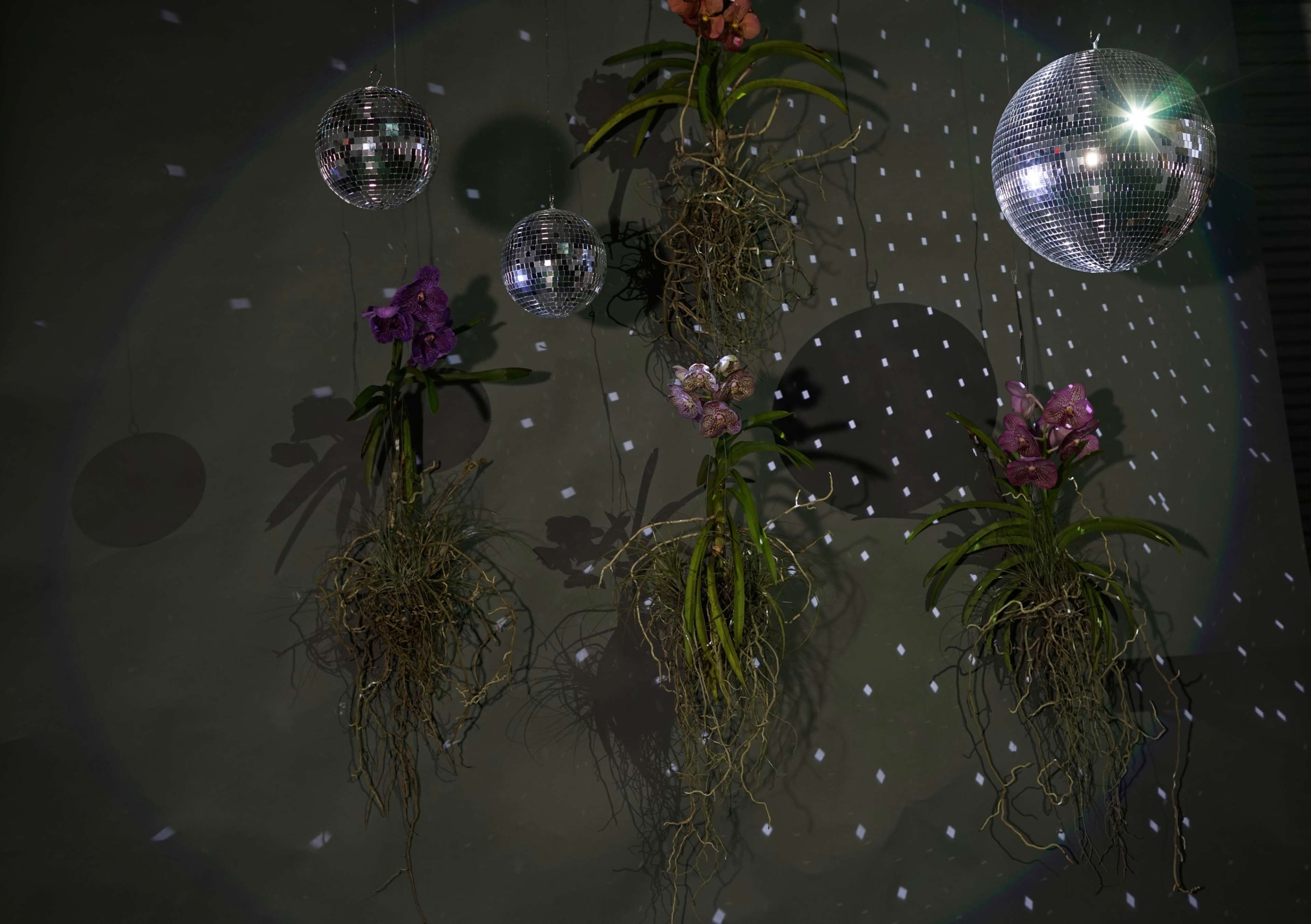 The image shows several hanging planters with orchids intertwined in their roots, accompanied by disco balls reflecting light onto a dark wall.