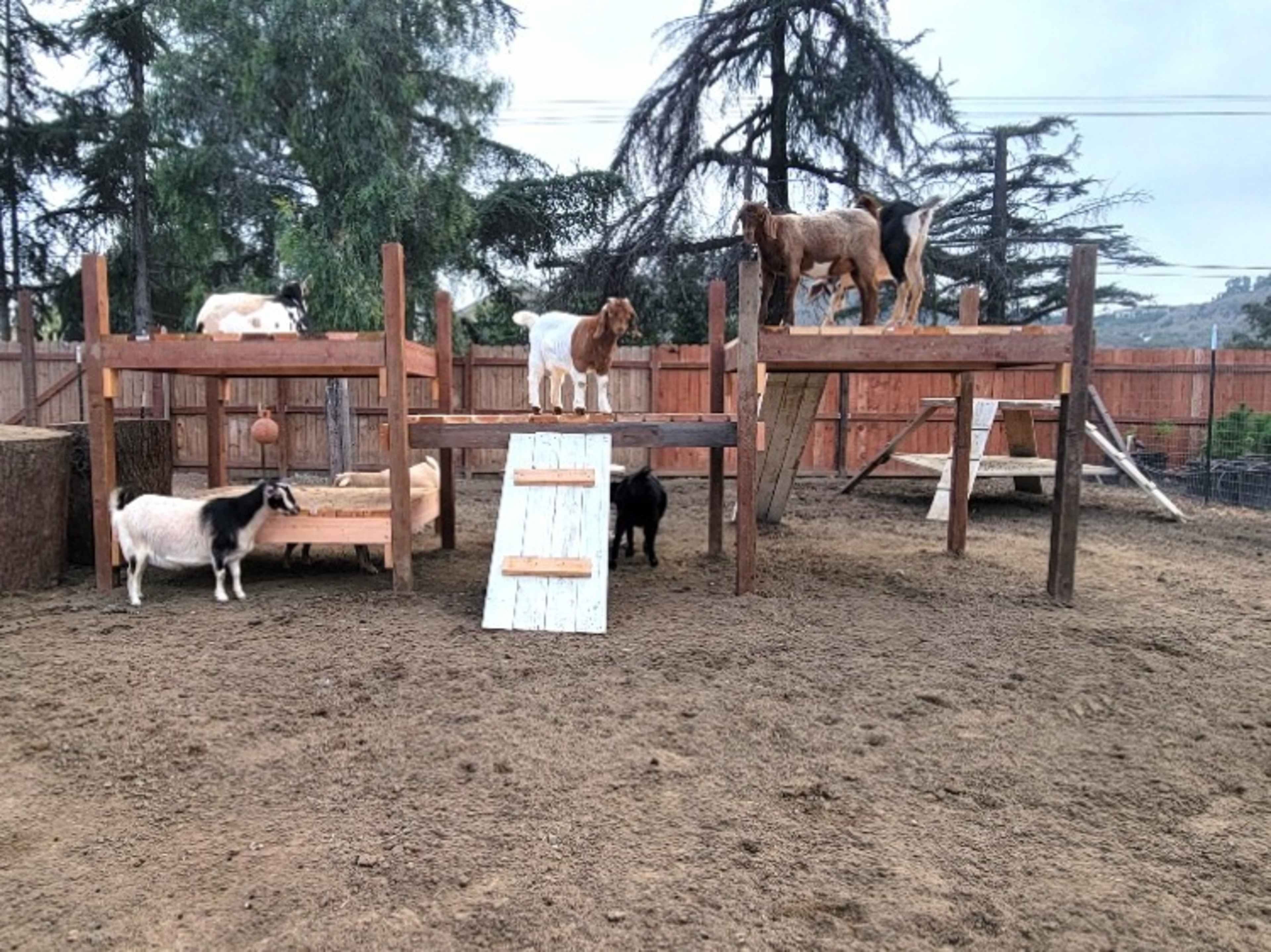 Petting Zoo