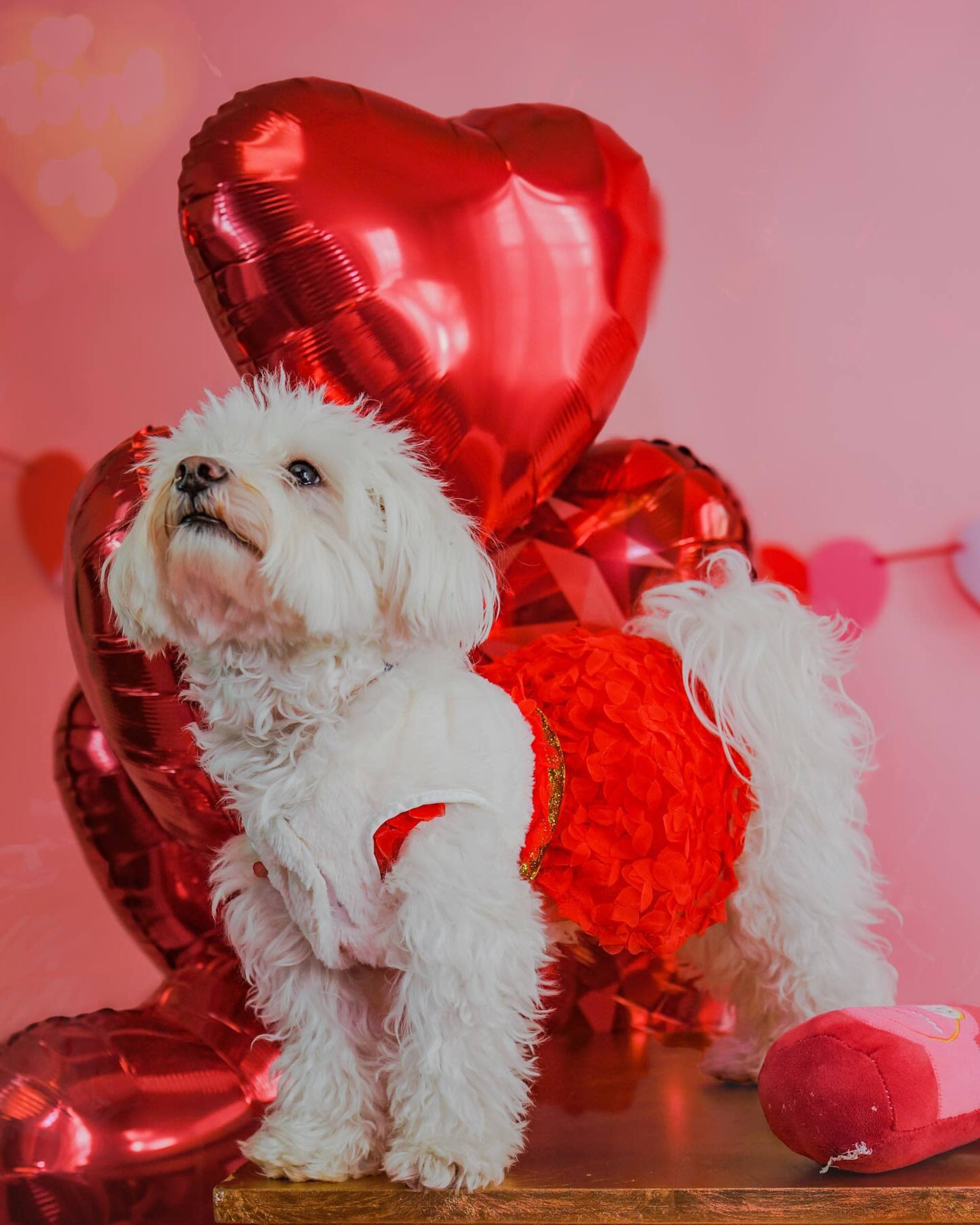 A small white dog dressed in a red outfit stands on a wooden surface in front of red heart-shaped balloons.