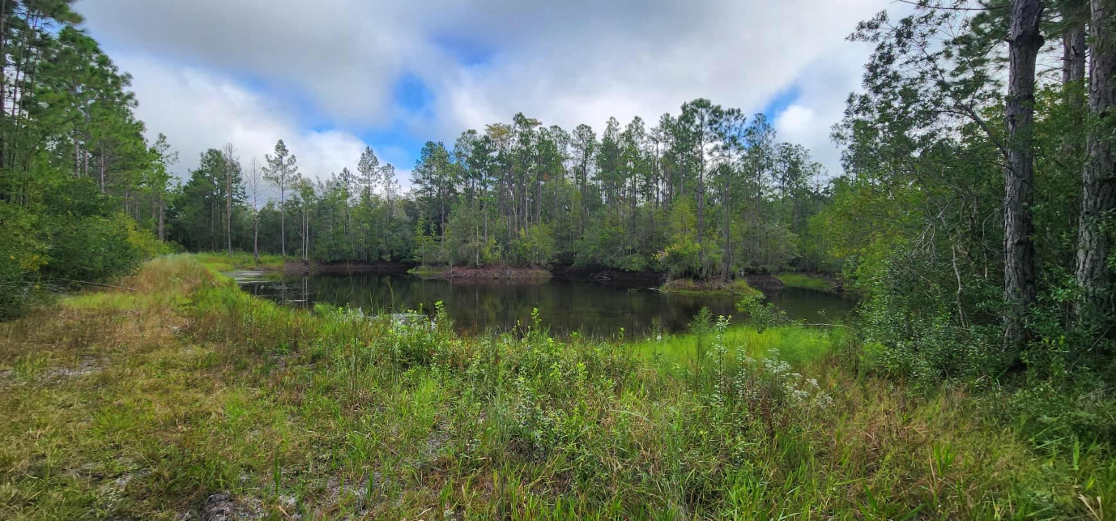 A serene pond surrounded by a dense array of green trees and grass under a partly cloudy sky.