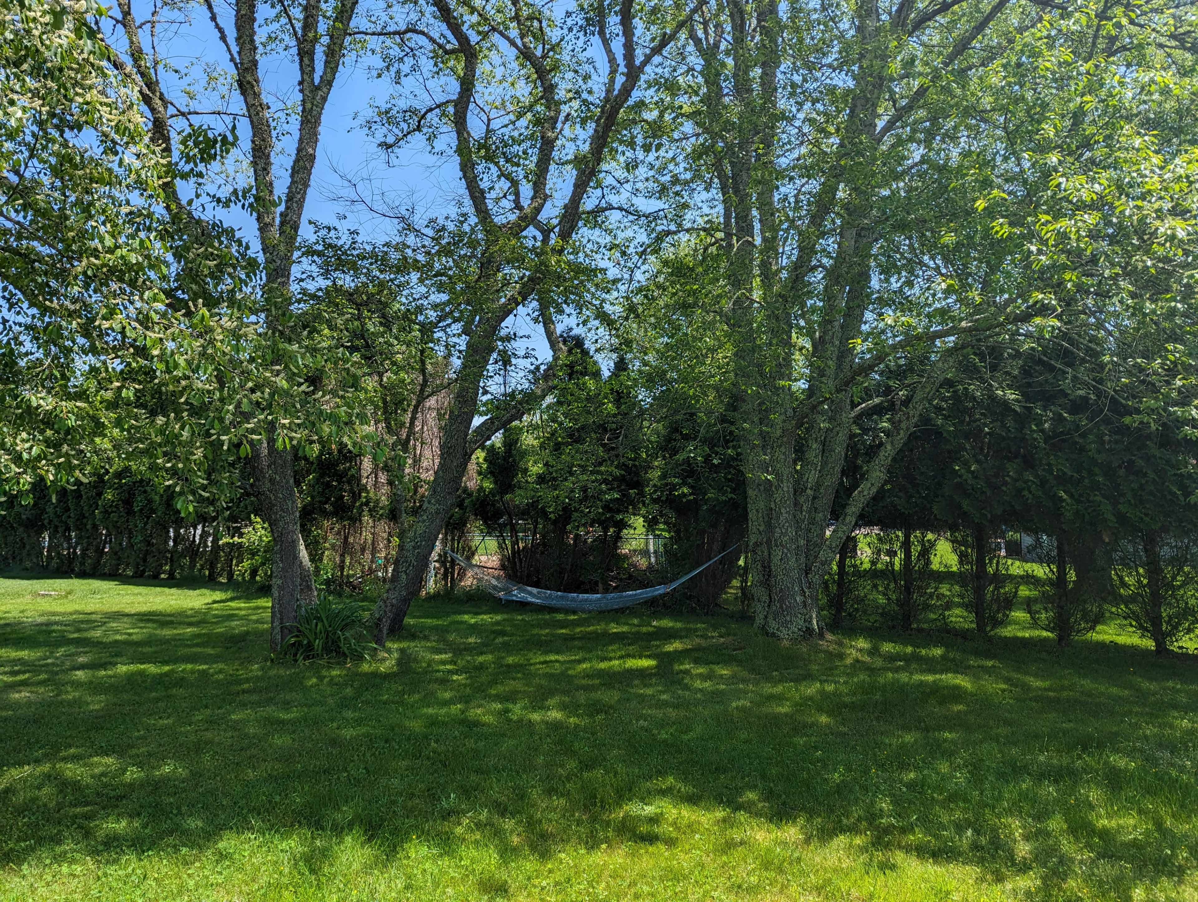 A hammock is strung between two trees in a grassy yard surrounded by shrubs and trees.