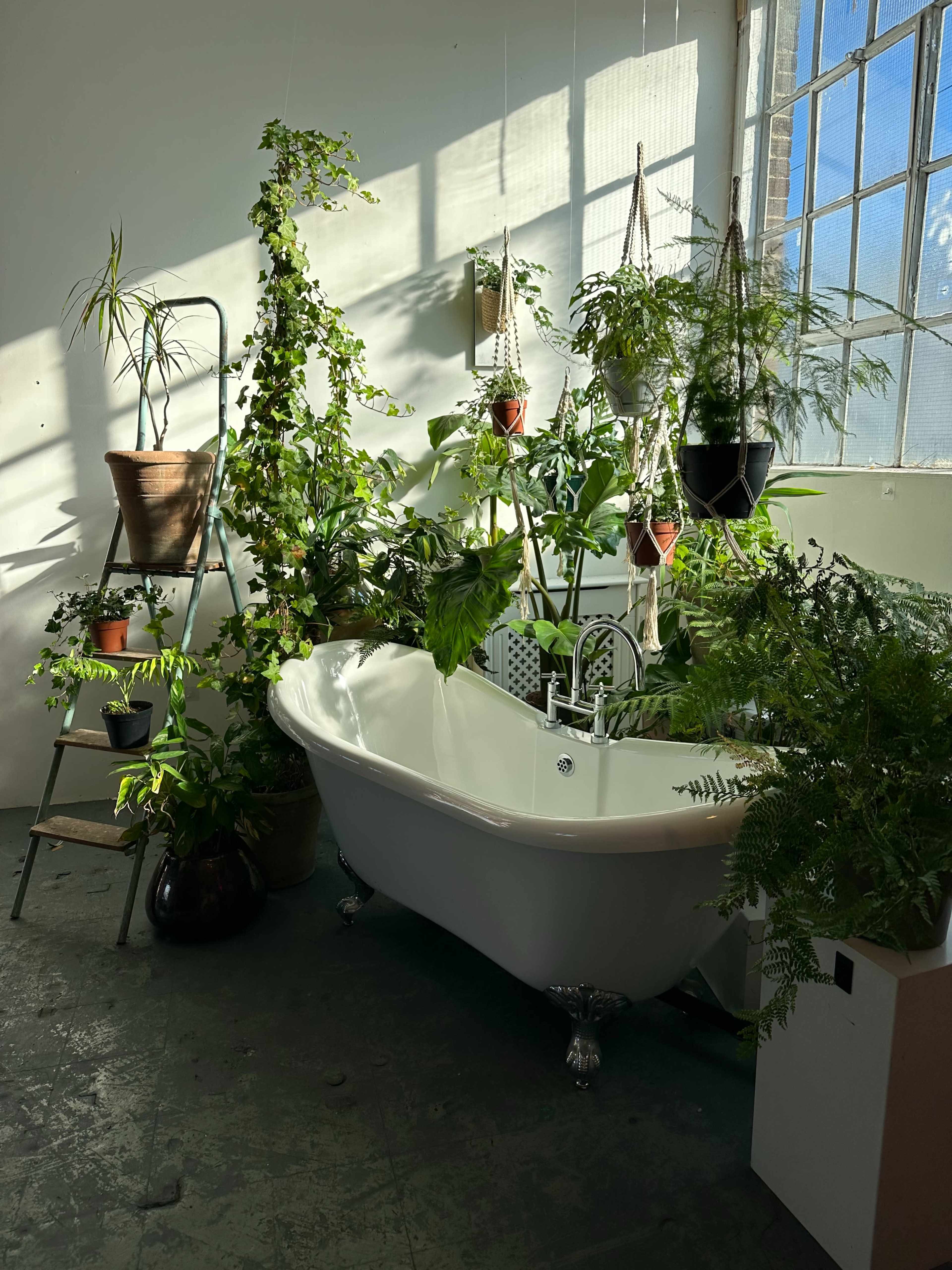 A bathtub surrounded by various potted plants and hanging greenery, illuminated by sunlight from a large window.