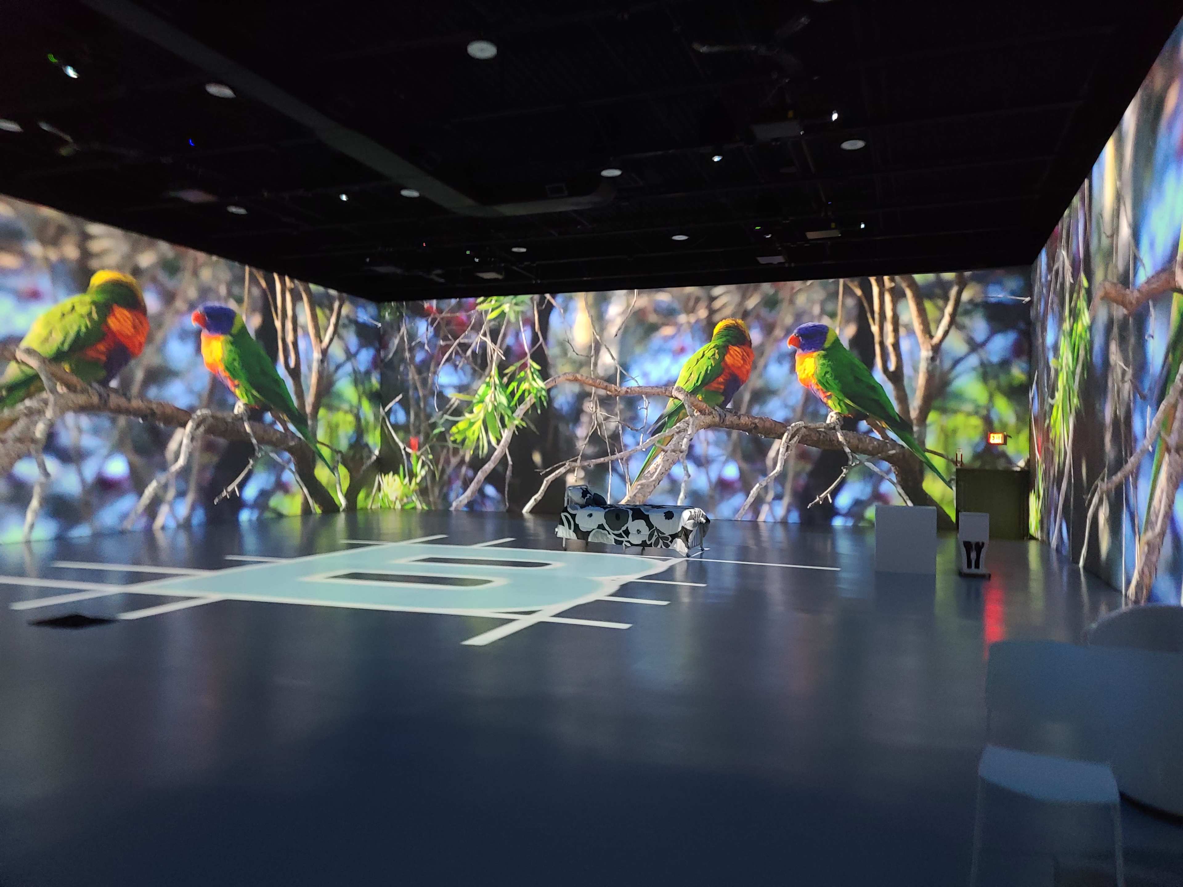 The scene features a large indoor space where vibrant images of colorful parrots are projected onto the walls, creating an immersive visual environment.