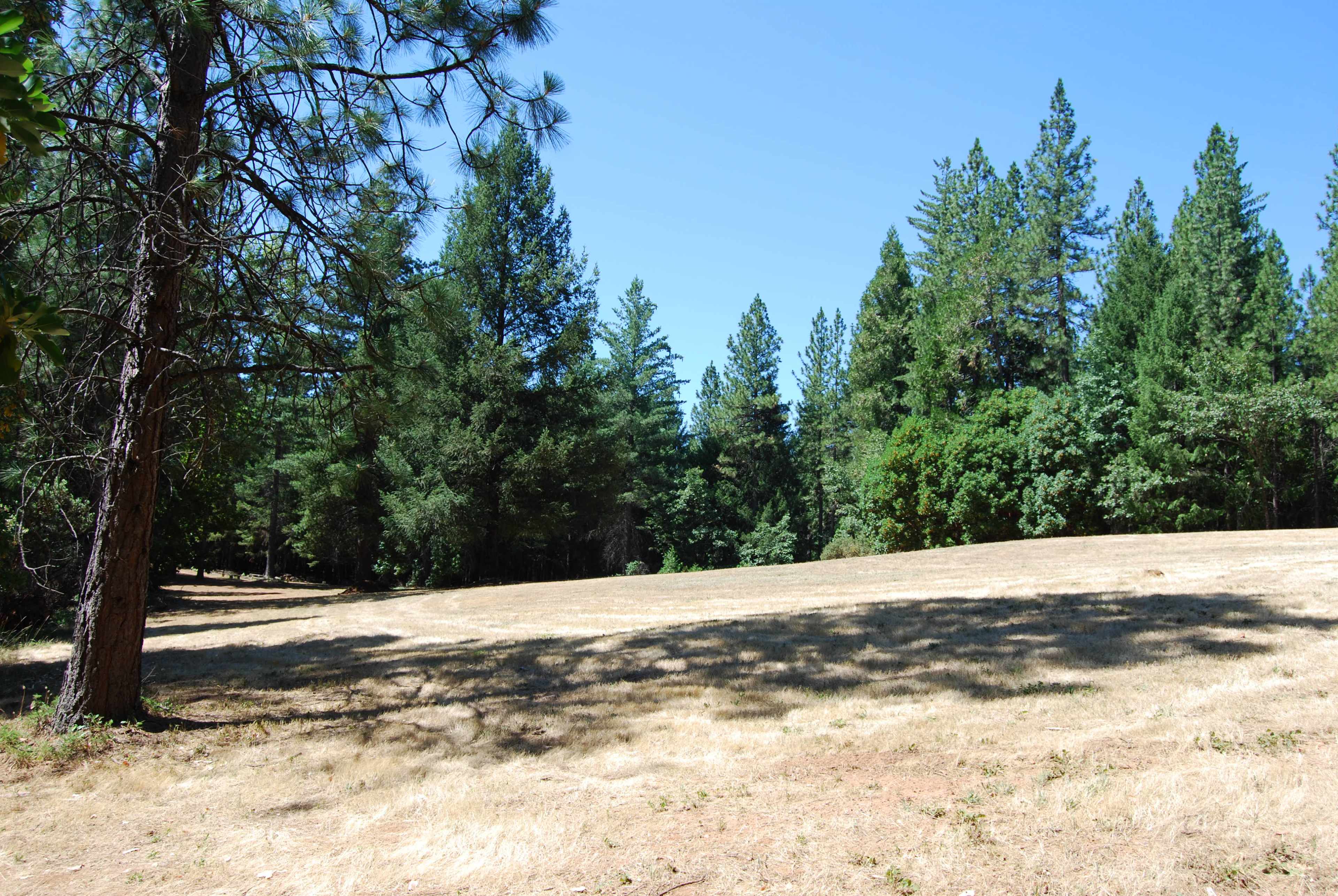 A dry, open area surrounded by tall coniferous trees under a clear blue sky.