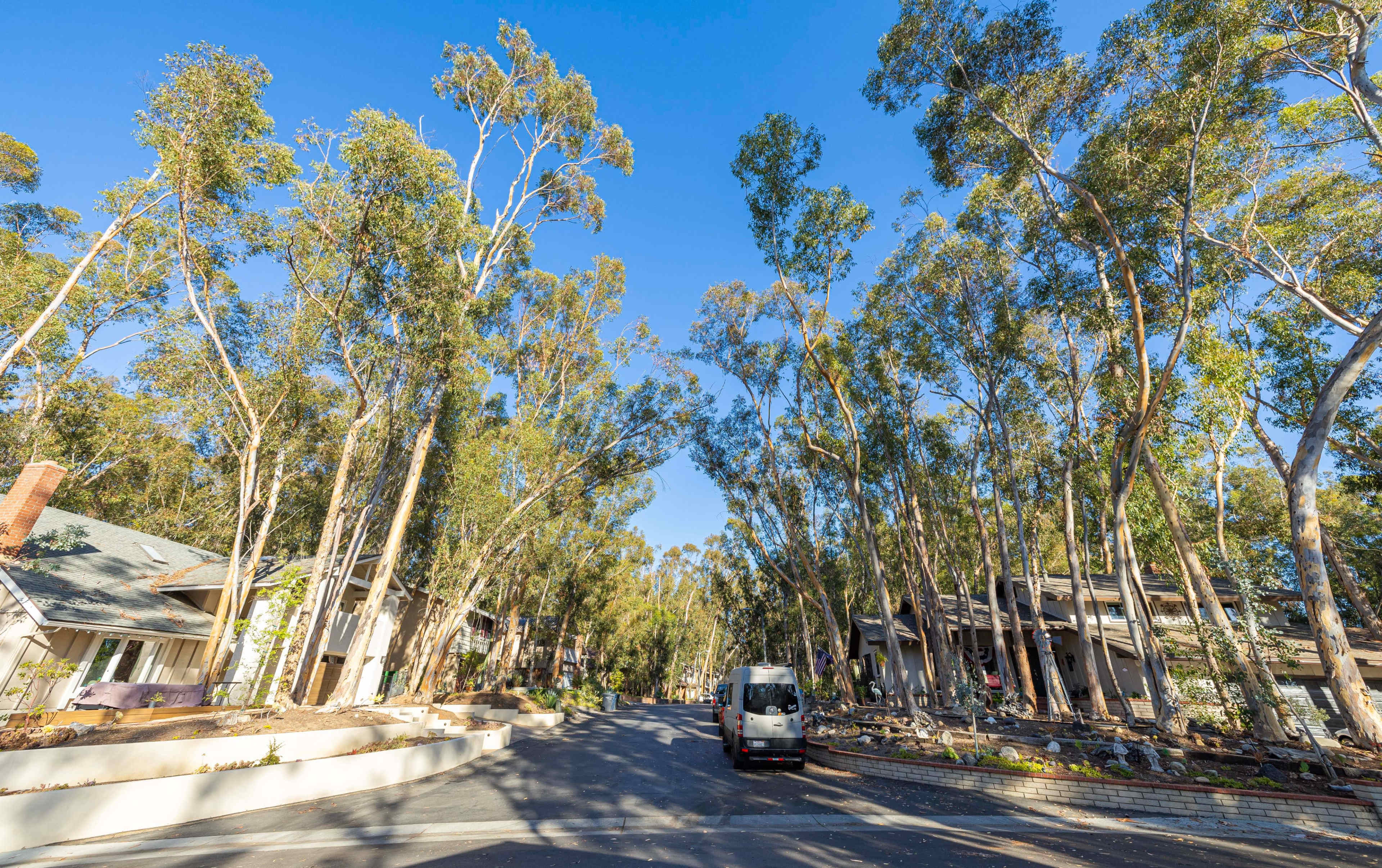 A van drives down a tree-lined street with tall eucalyptus trees on either side and residential homes in the background.