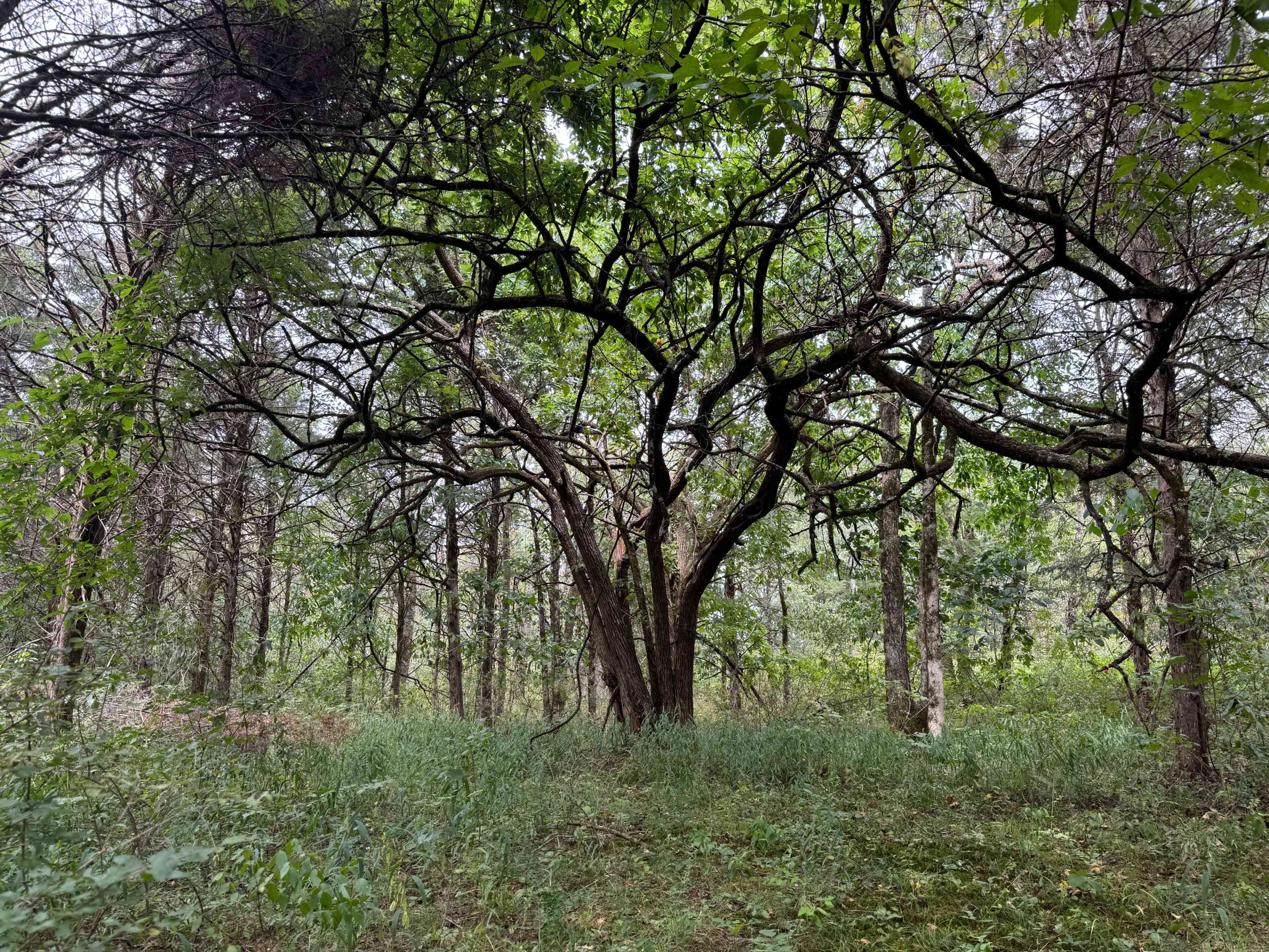 Private Tennessee Forest + Green Screen Access for Film/Photo (Eagleville) Image in , Eagleville, TN