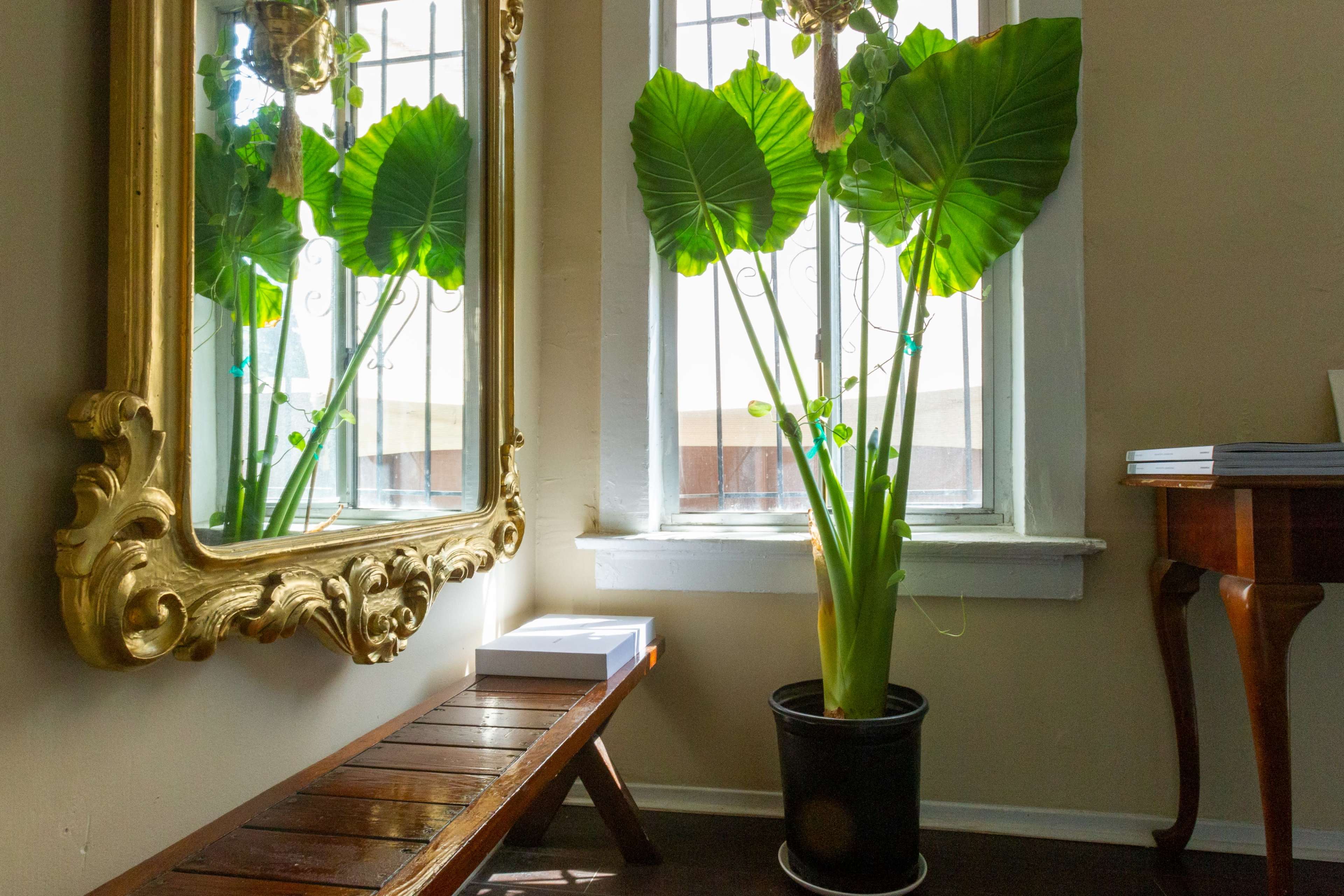 A large potted plant with broad leaves stands next to a decorative mirror in a sunlit corner of a room.