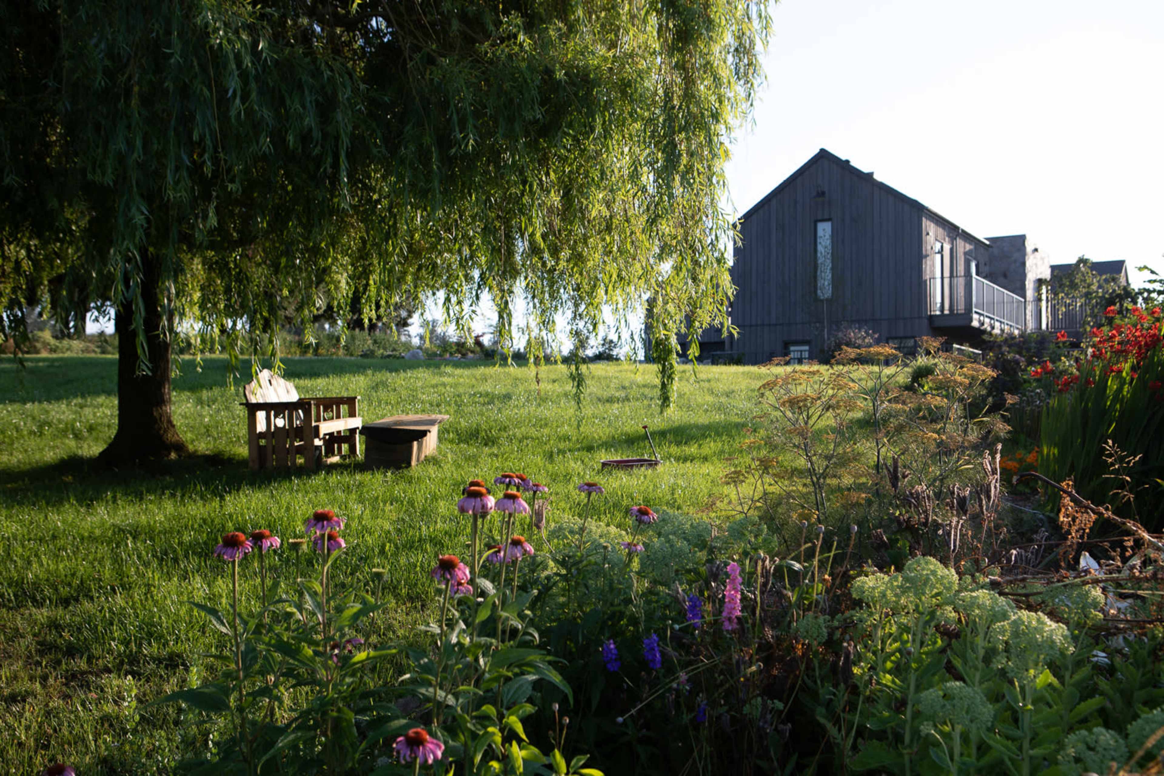 A wooden building stands in the background of a grassy field, framed by a willow tree and colorful flowerbeds.