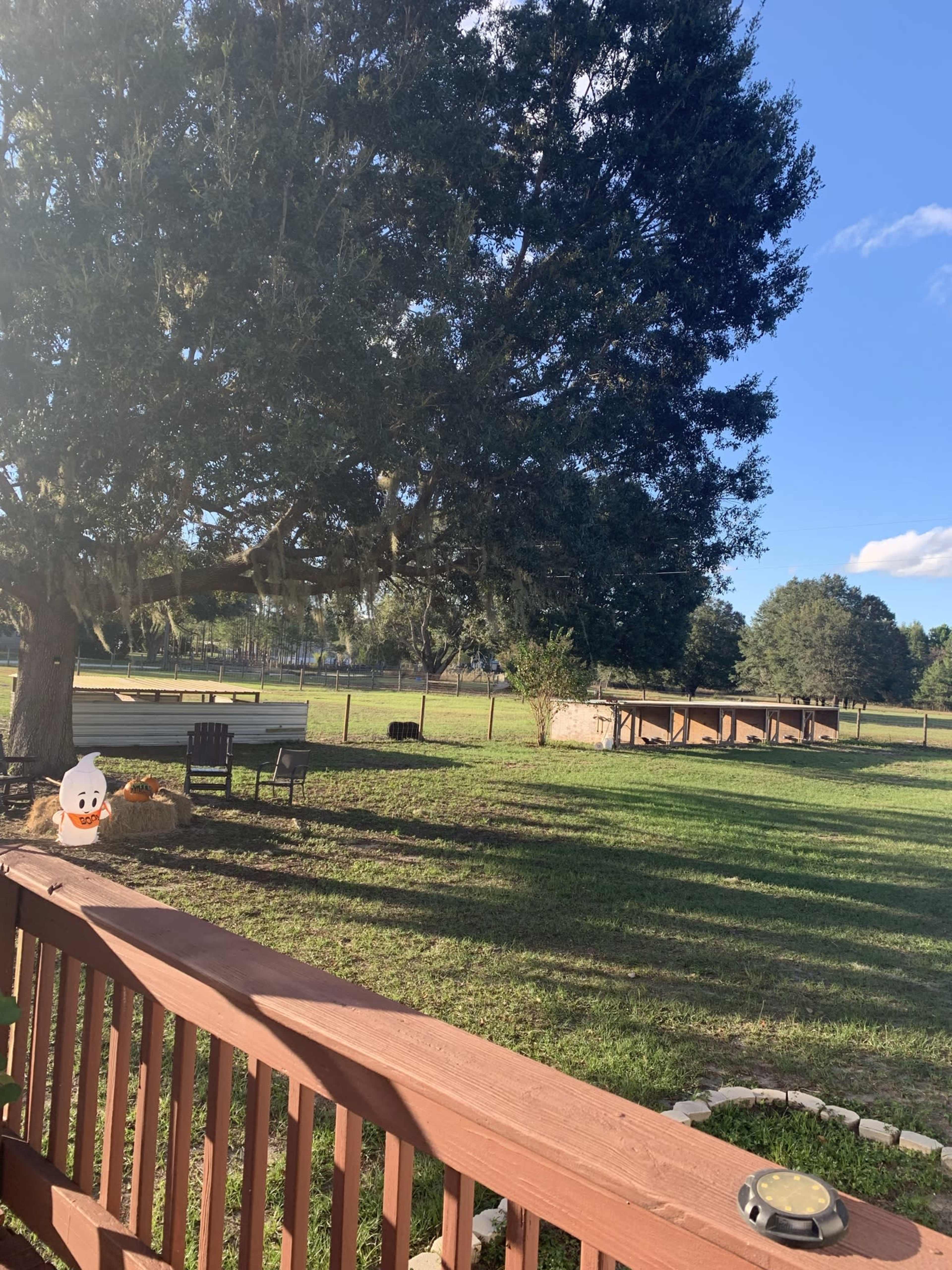 A large, shaded yard with a wooden deck featuring a duck decoration, visible benches, and a fenced area.