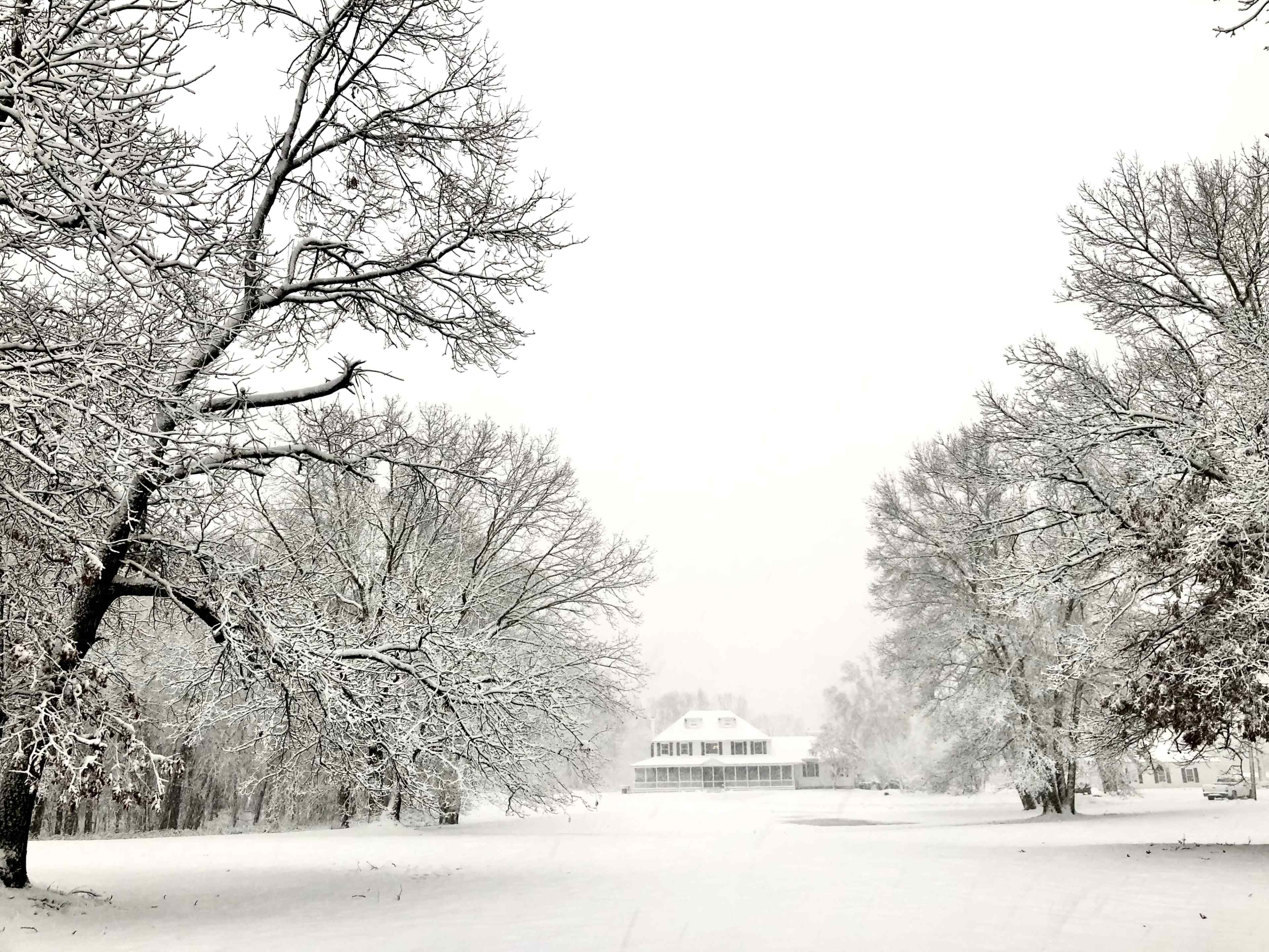 A large house is partially visible in the distance, surrounded by numerous snow-covered trees on a foggy, winter day.